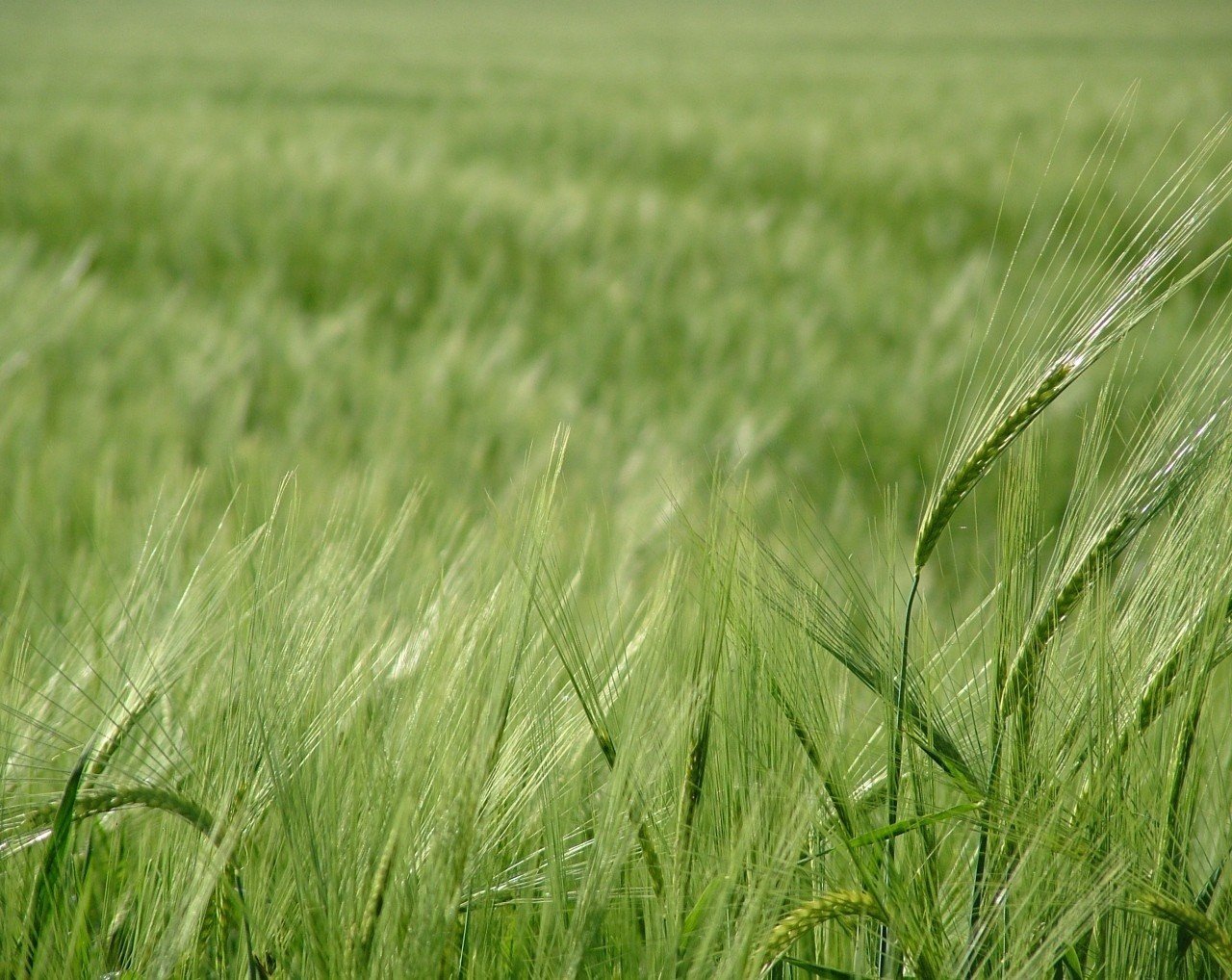 feld weizen grüns