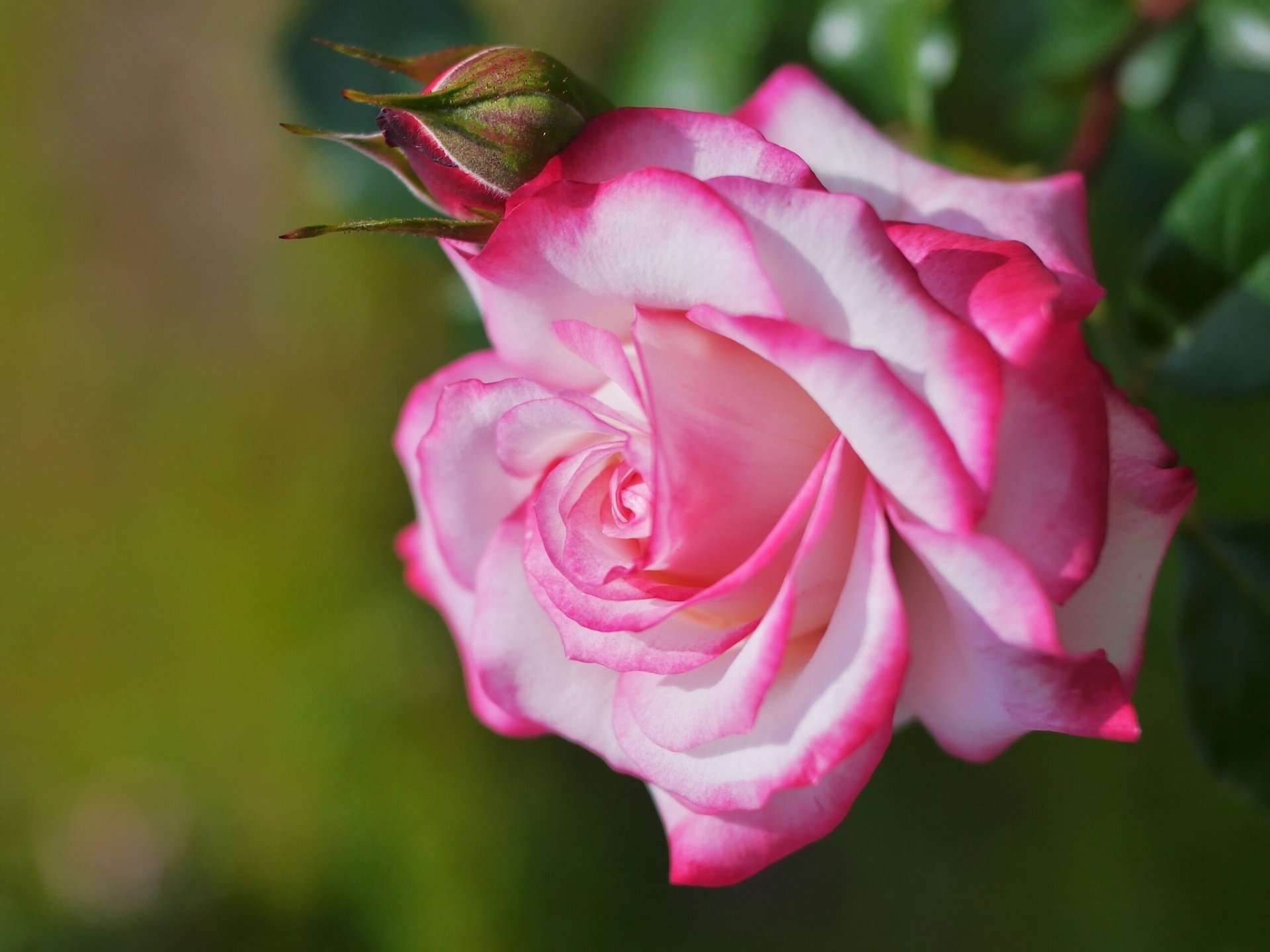 rosa brote macro