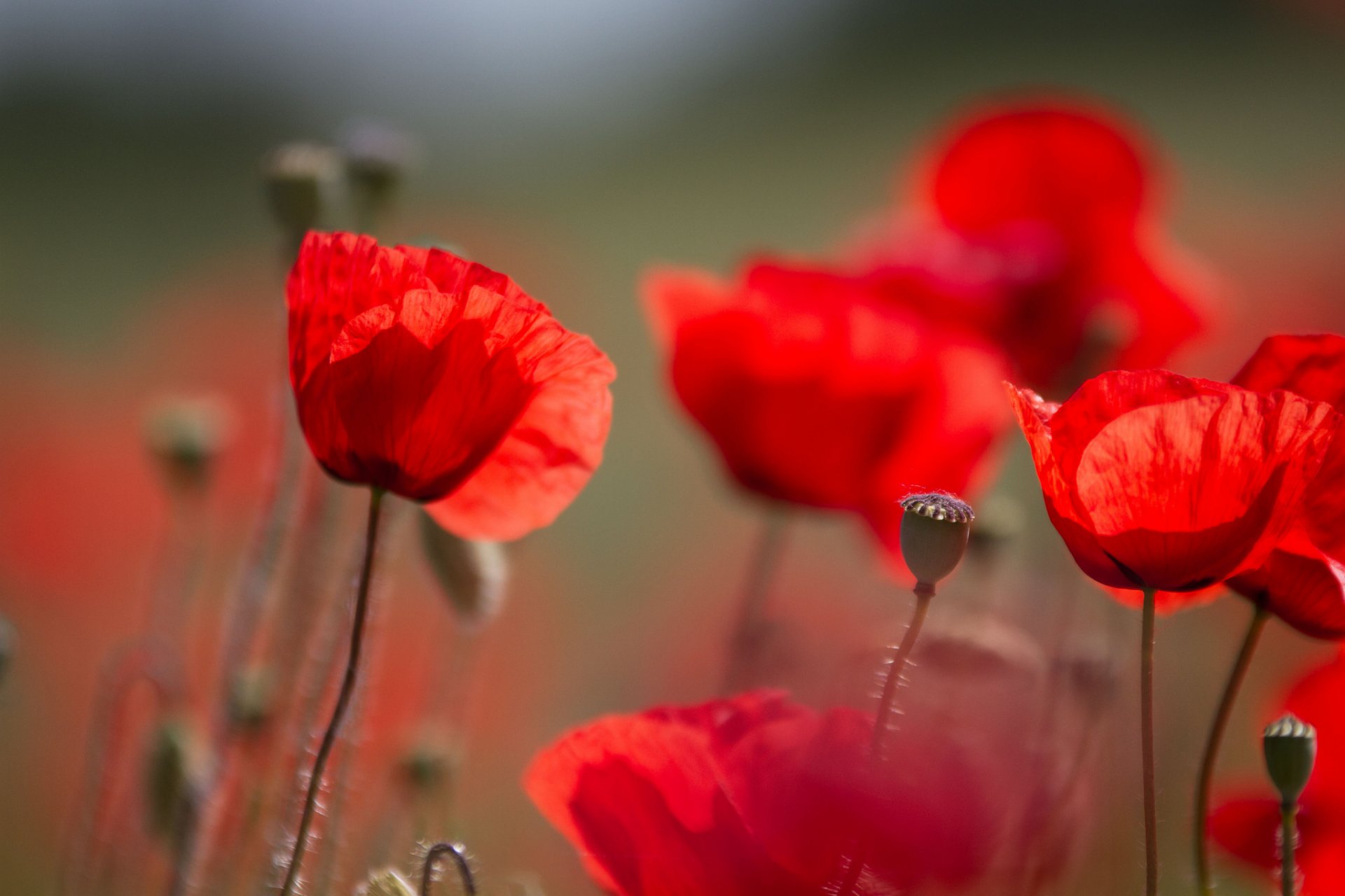 coquelicots pétales champ prairie nature gros plan