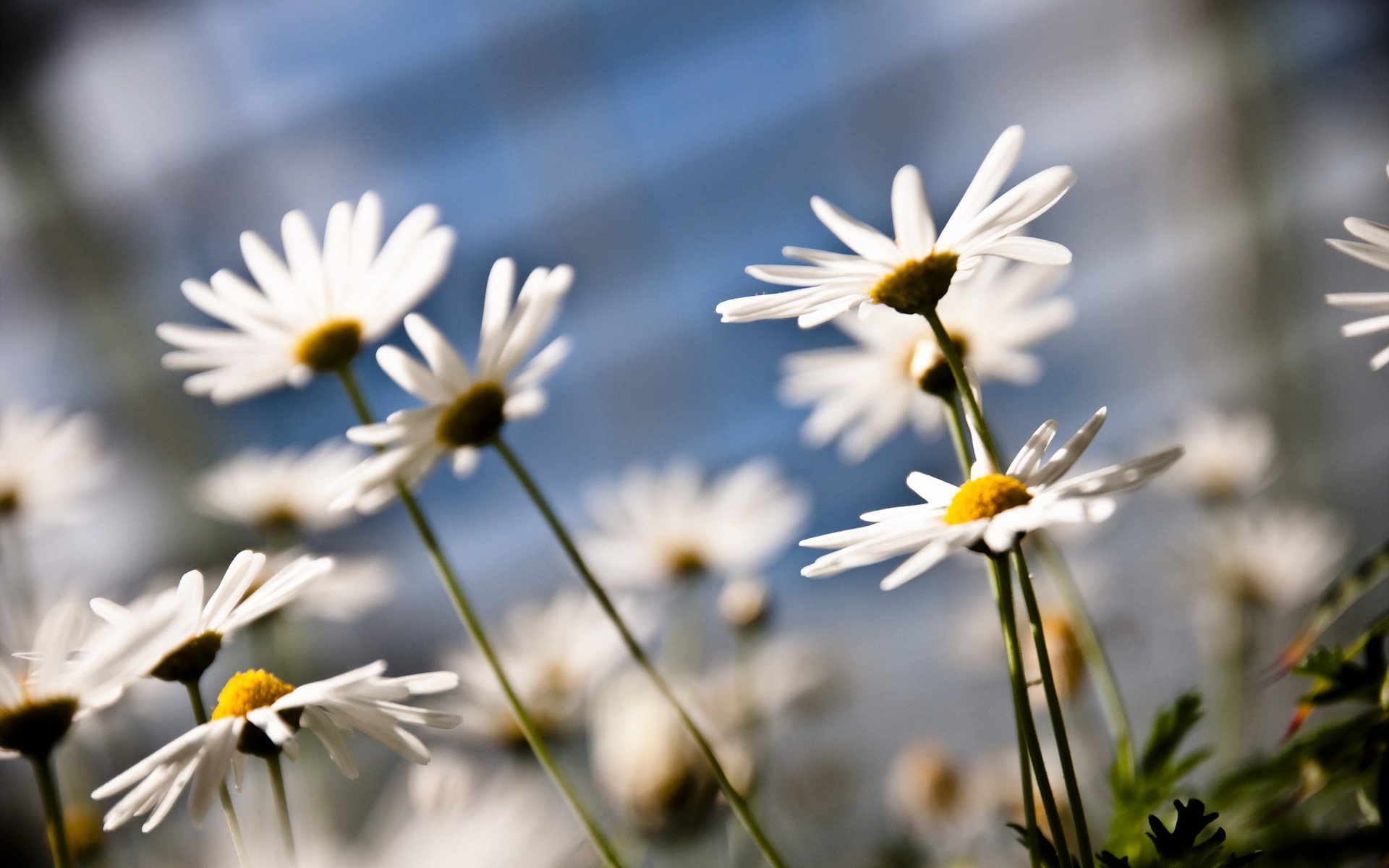 fleurs marguerites nature gros plan