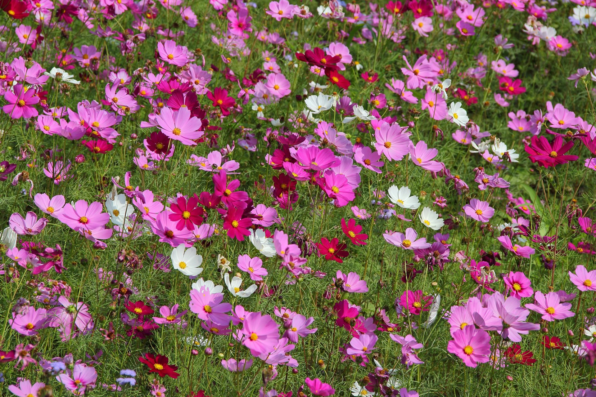 cosmea campo prato pianta petali natura