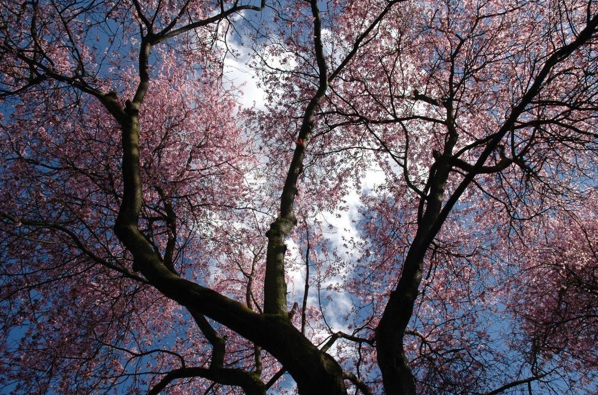 arbres ciel fleurs violet