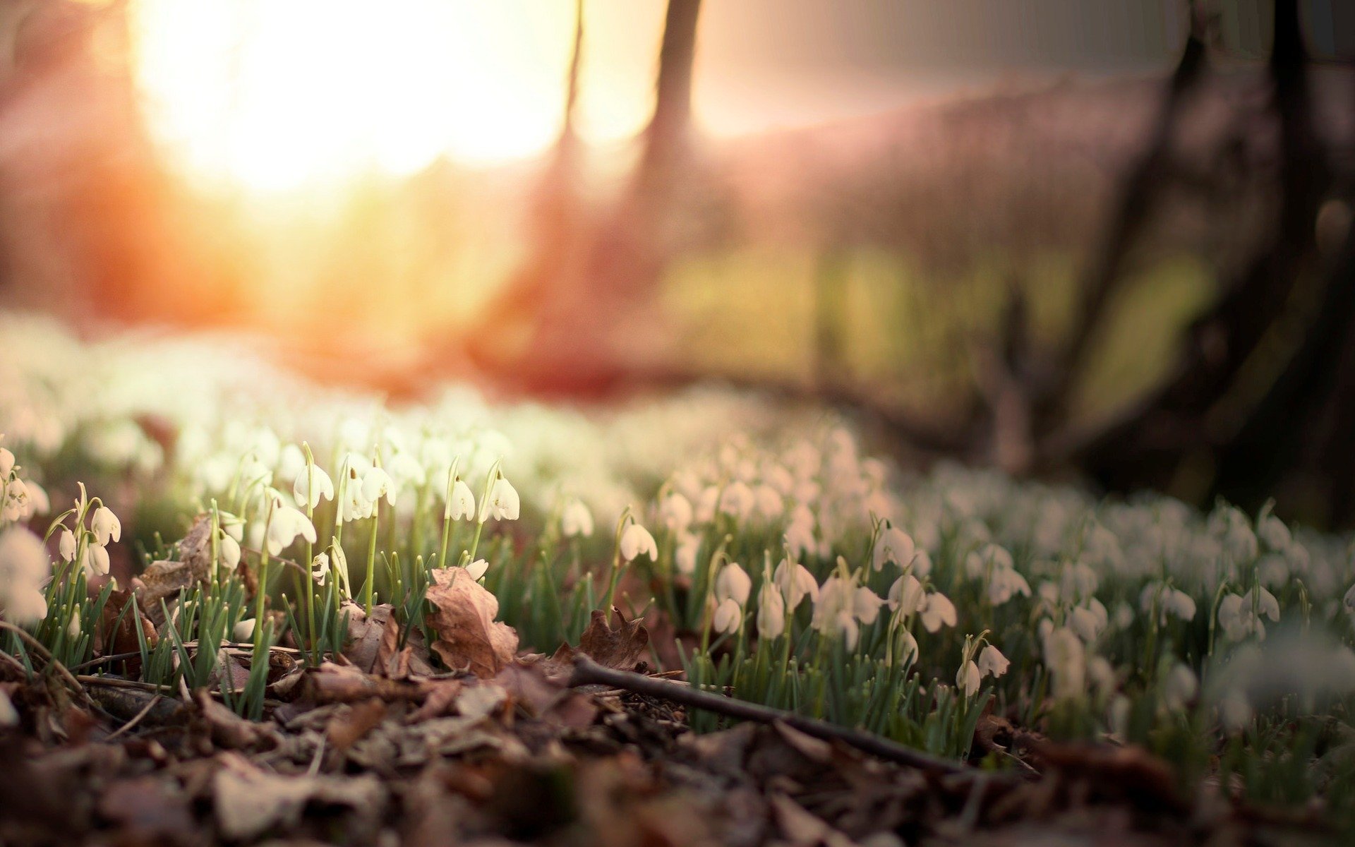 fleurs fleur fleurs cloches feuilles folioles arbres soleil jour matin