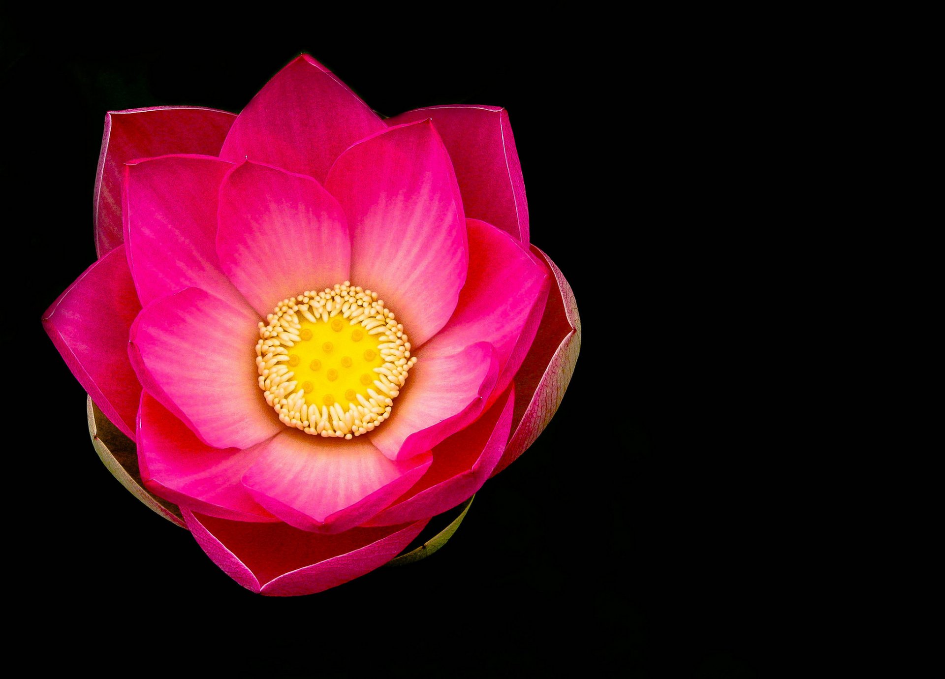 lotus petals close up nature