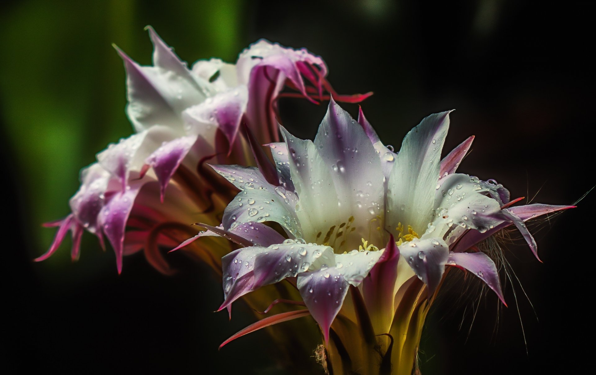 cactus flower bloom drops water nature pollen blossom hd