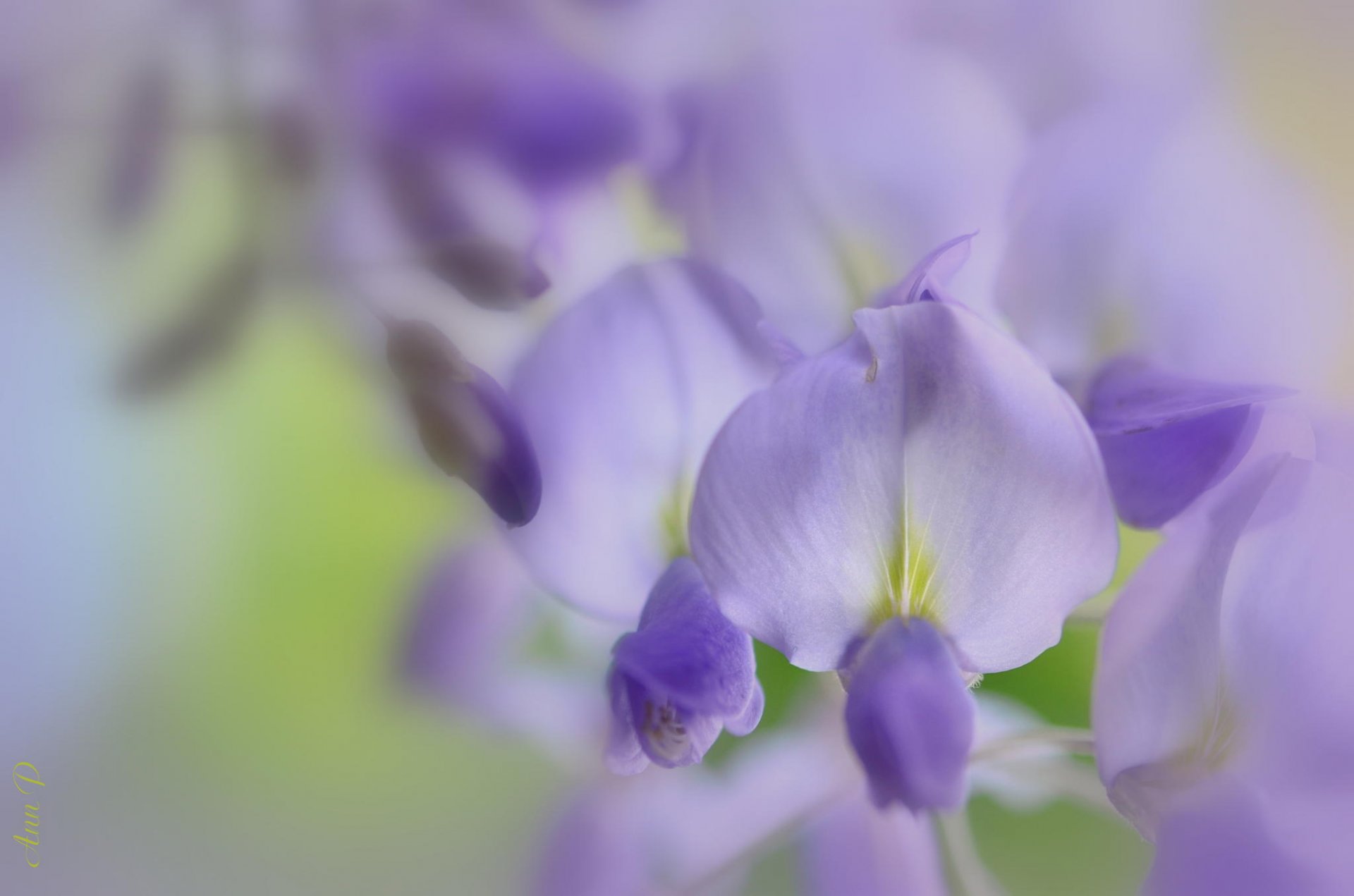 kwiaty makro liliowe wisteria