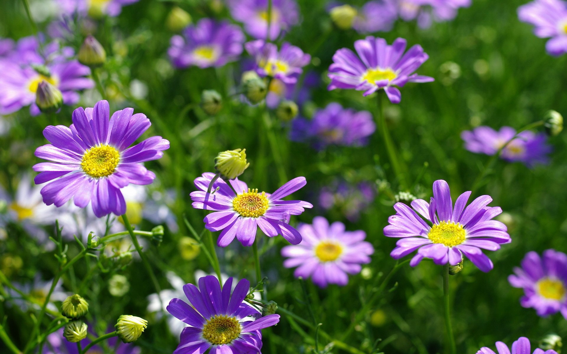 fiori natura sfondo