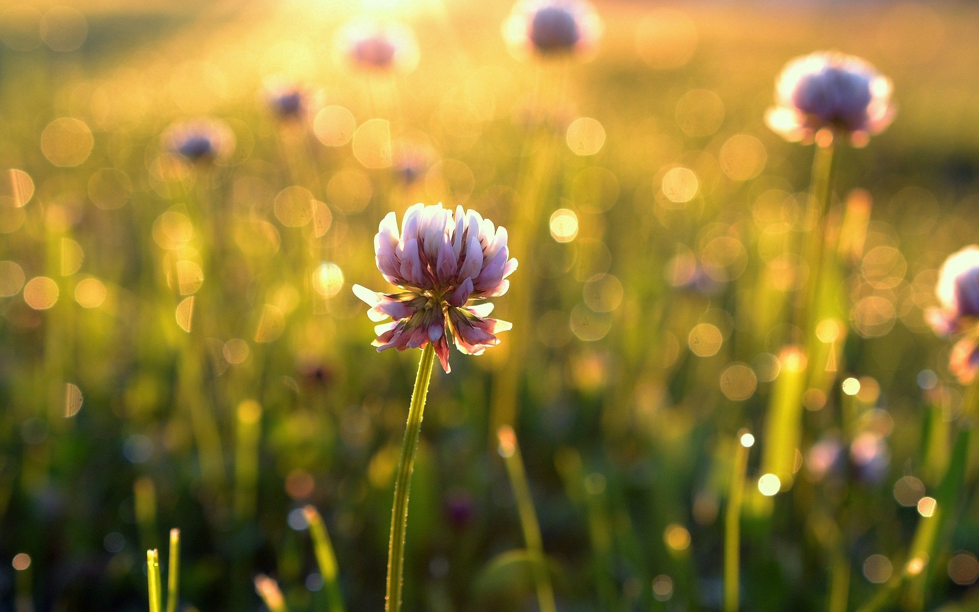 fiori fiore fiorellino erba verde foglie estate sole mattina pomeriggio campo prato bellezza sfocatura bokeh estate verde sfondo carta da parati widescreen schermo intero widescreen