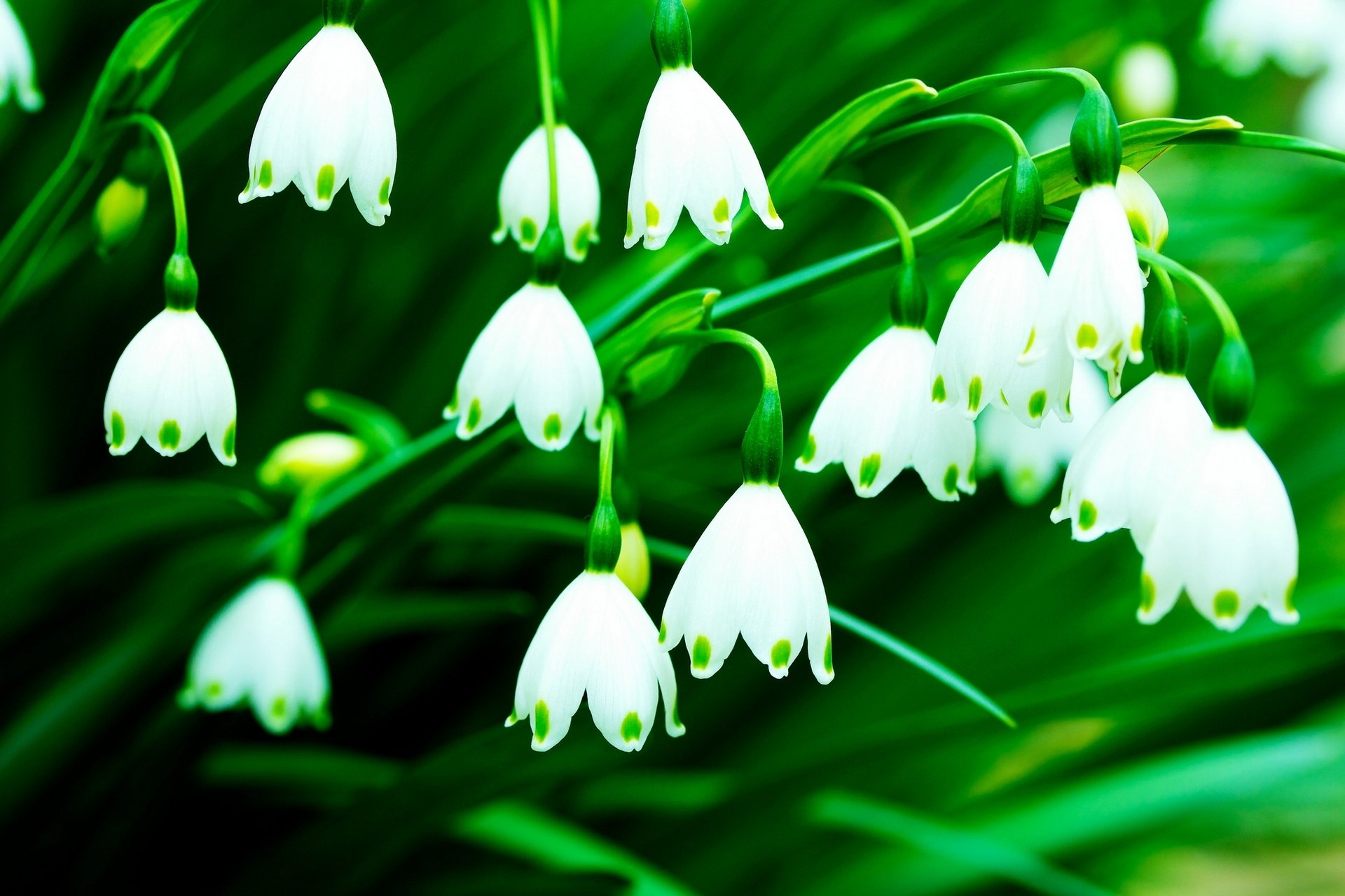 weißblüte leukoyum makro