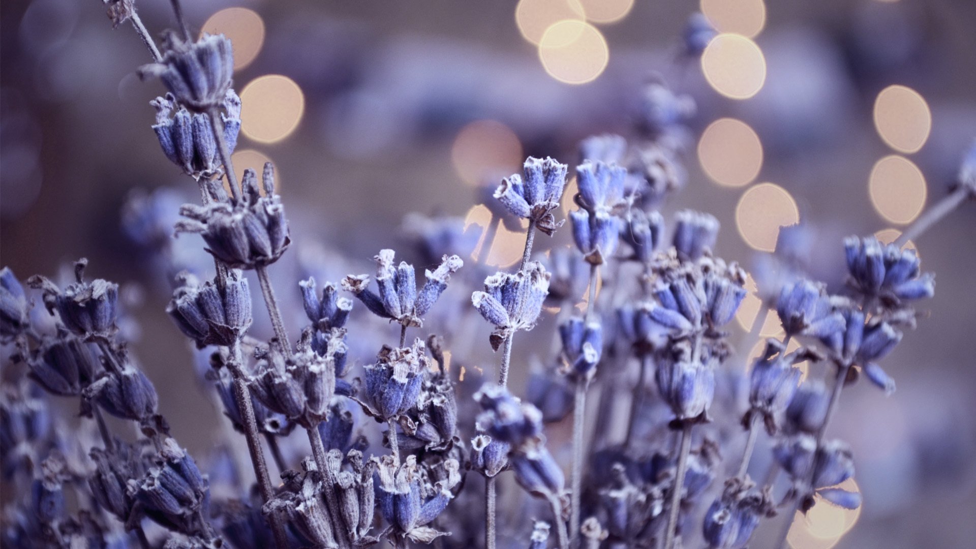 lavanda riflessi erbario