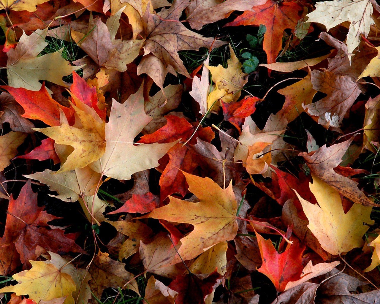 autunno foglie fogliame rosso giallo caduto