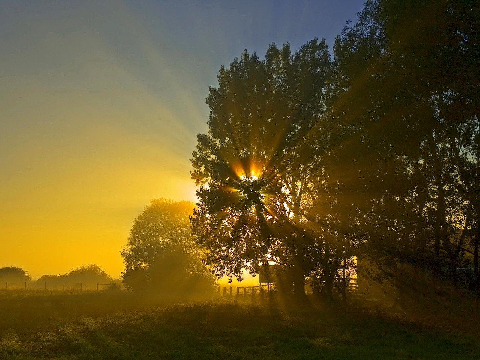 night sun sunrise tree