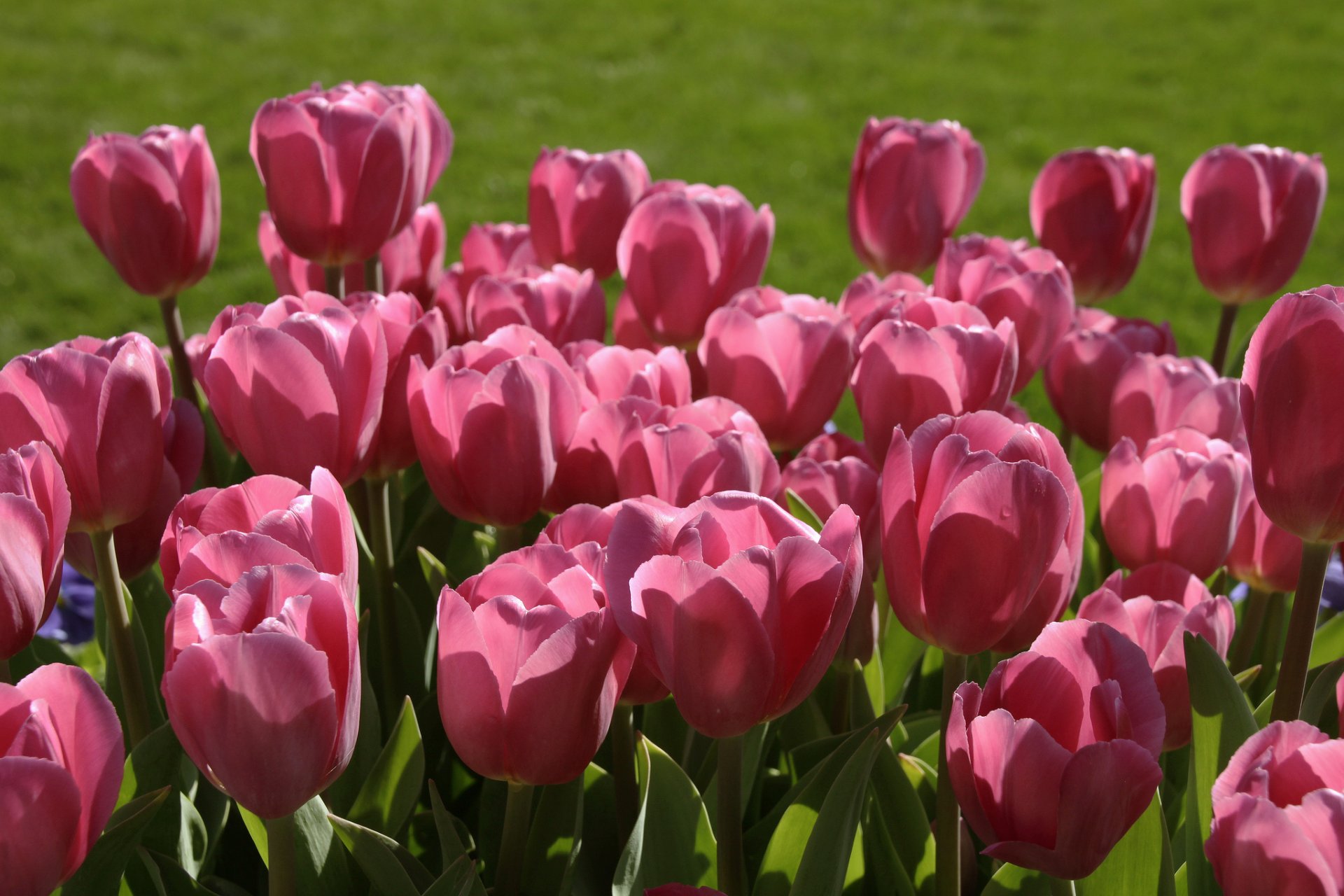 tulipanes capullos rosas