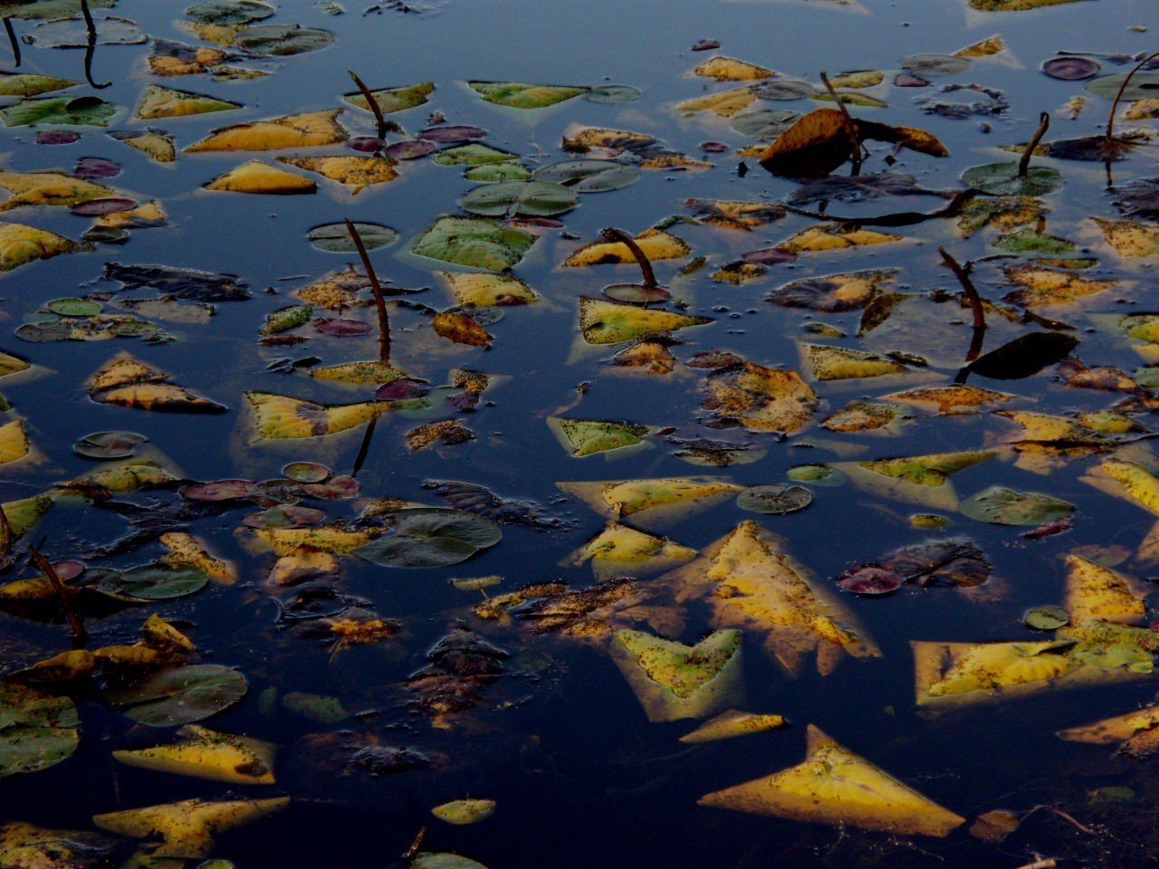 herbst blätter wasser see oberfläche ertrunken