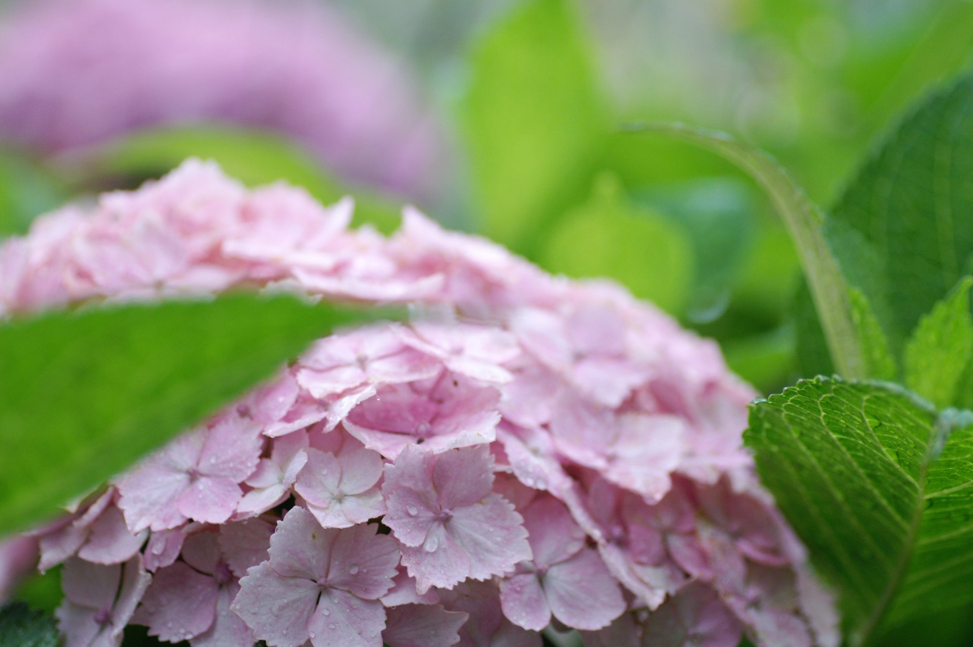 ortensia foglie rosa infiorescenza