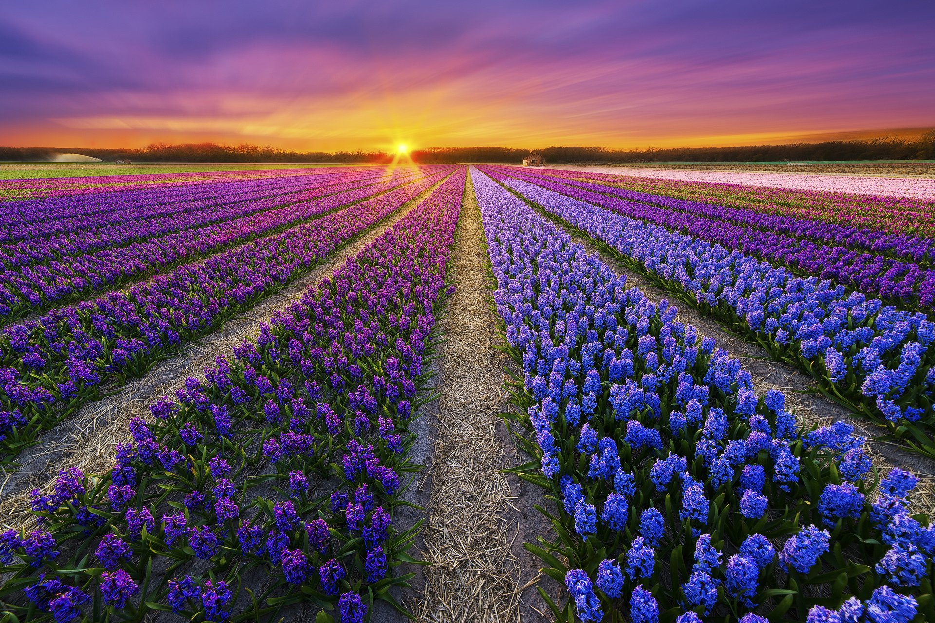 primavera campo puesta de sol plantación flores