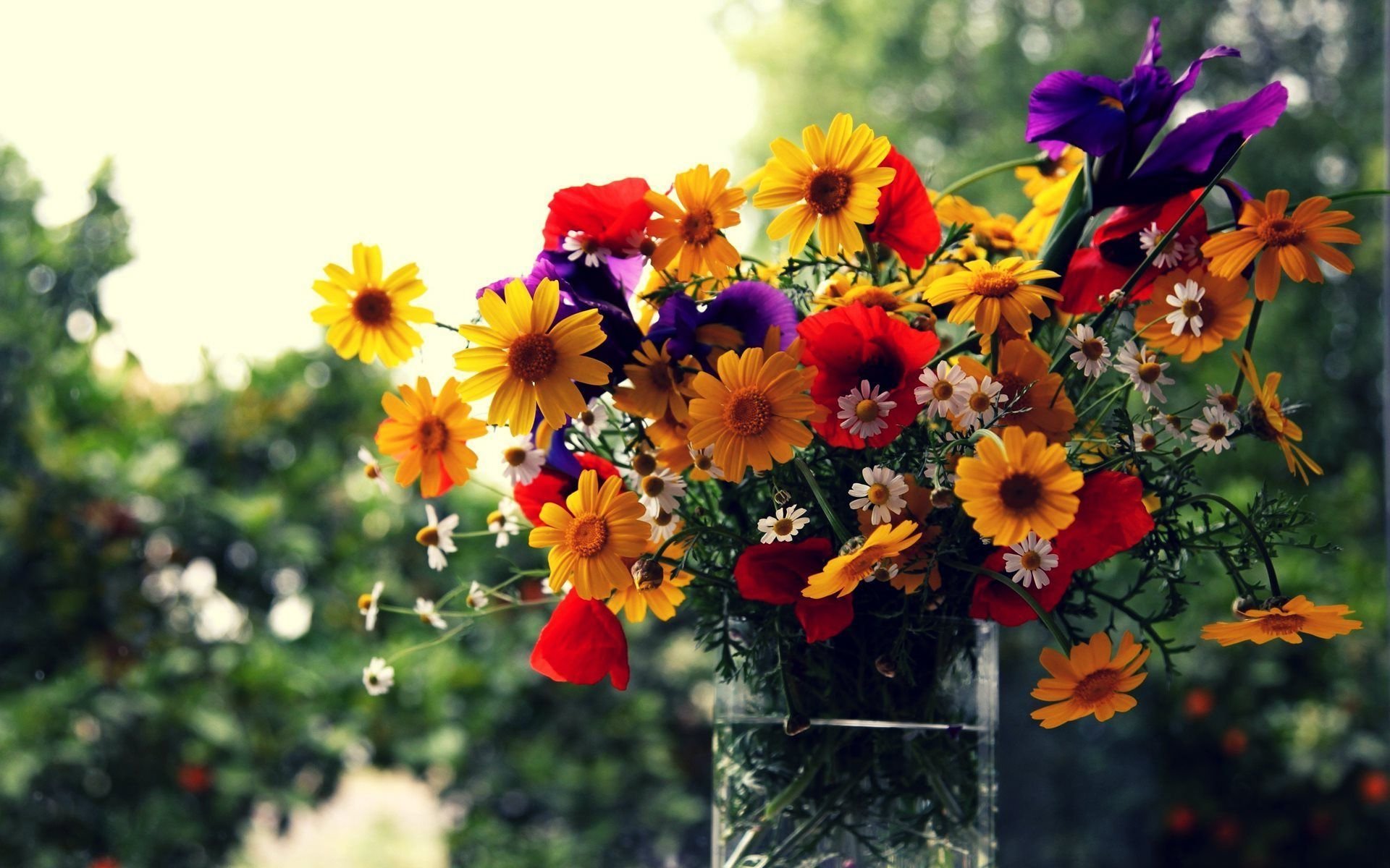 fenêtre vase fleurs bouquet bokeh