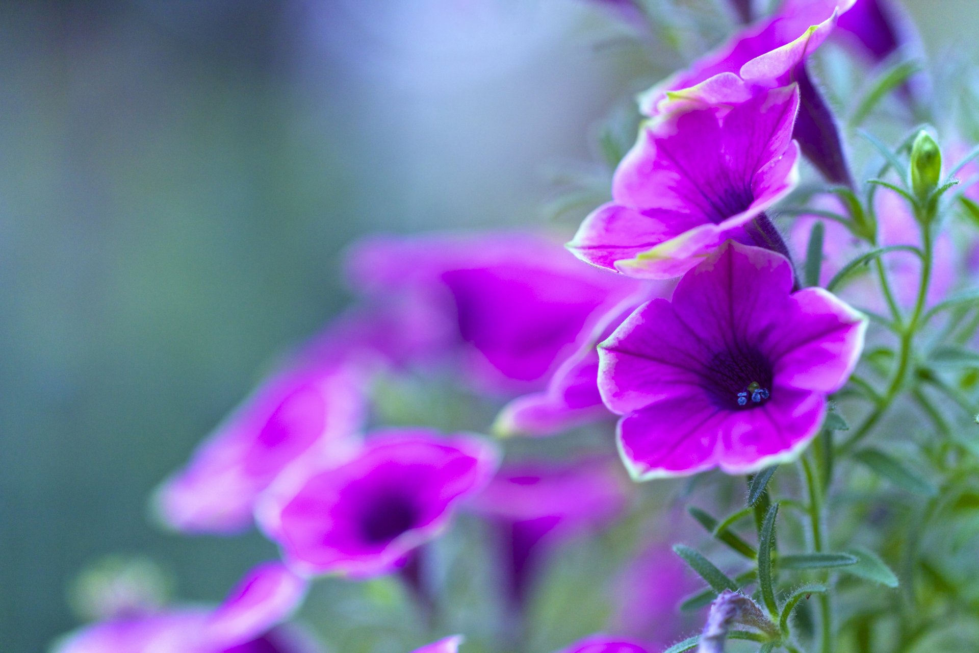 petunia pétalos hojas jardín cama de flores naturaleza