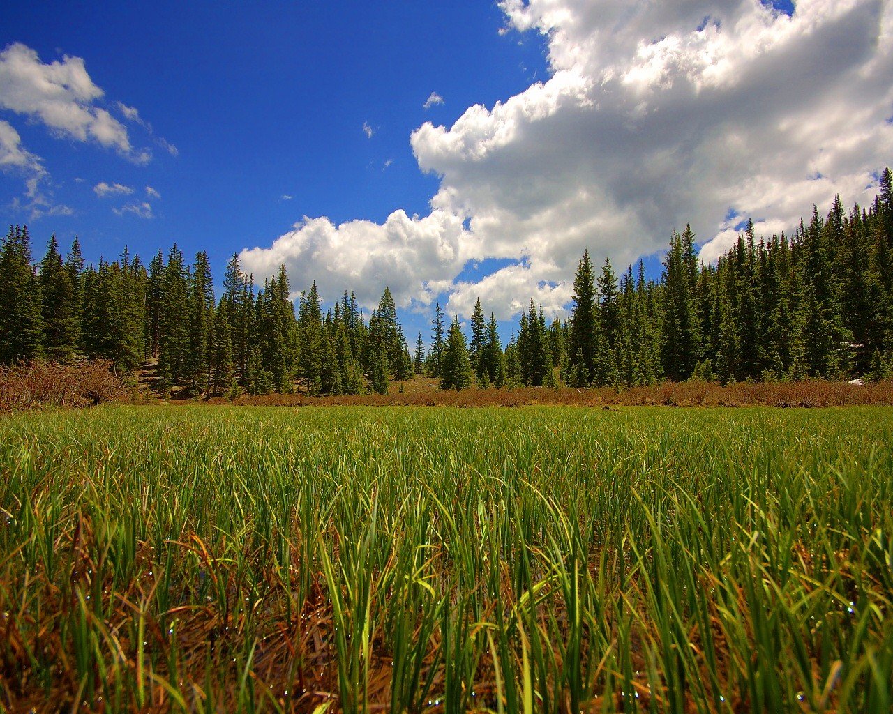 wald feld gras himmel