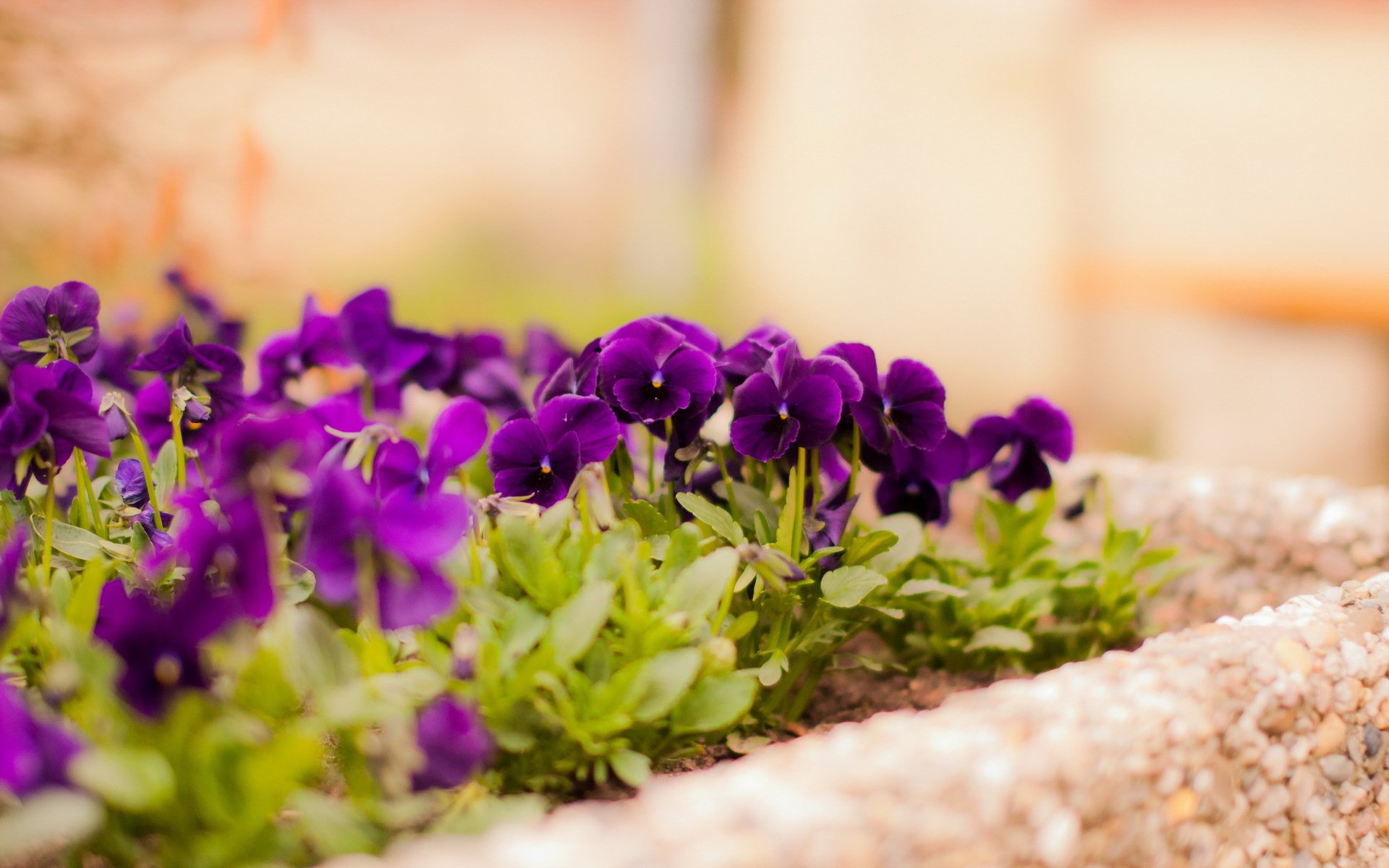 fleurs rue fond