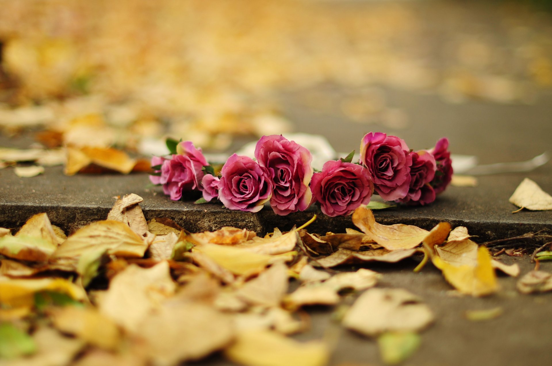 roses flower petals leaves autumn