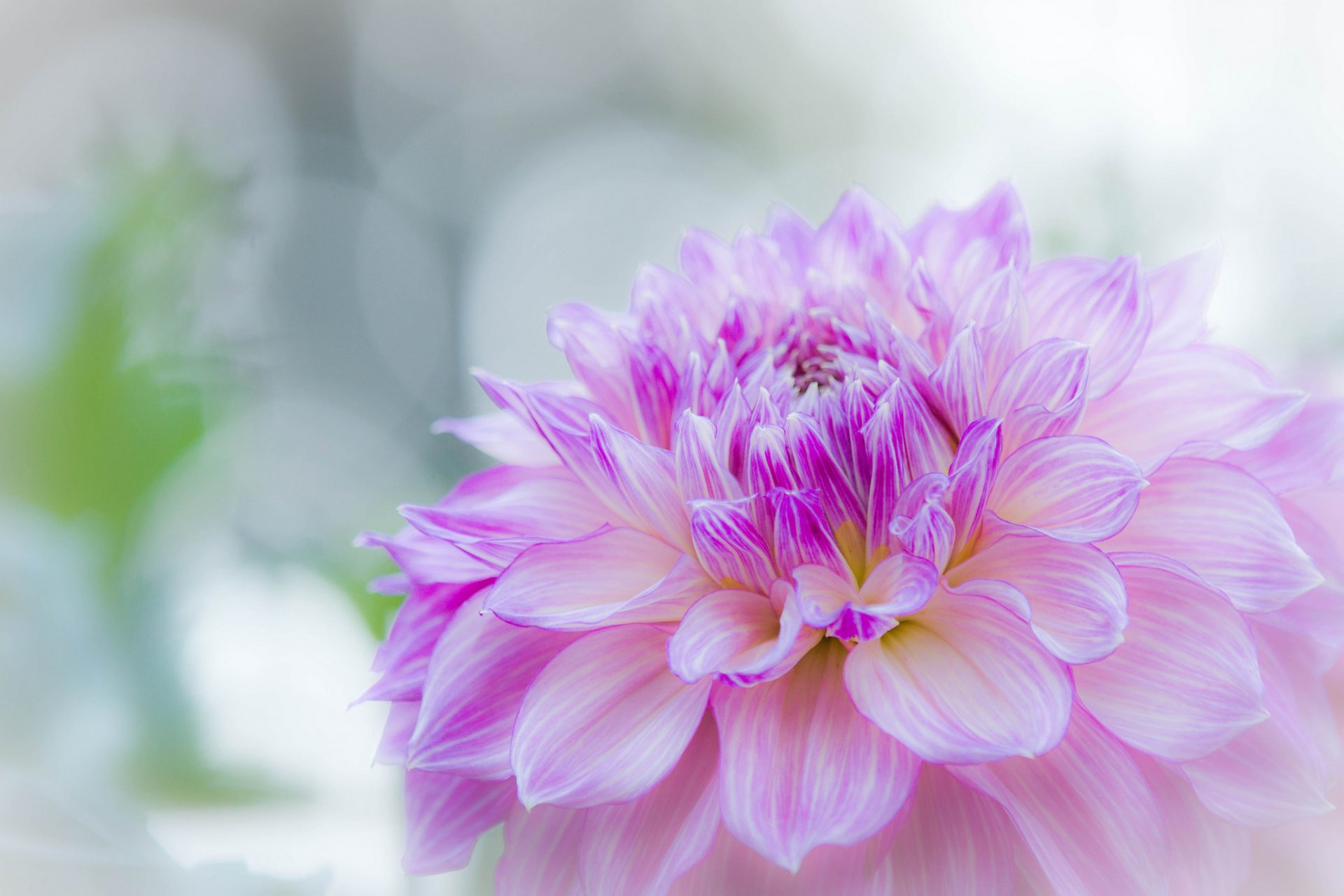 dahlia pétales été fond