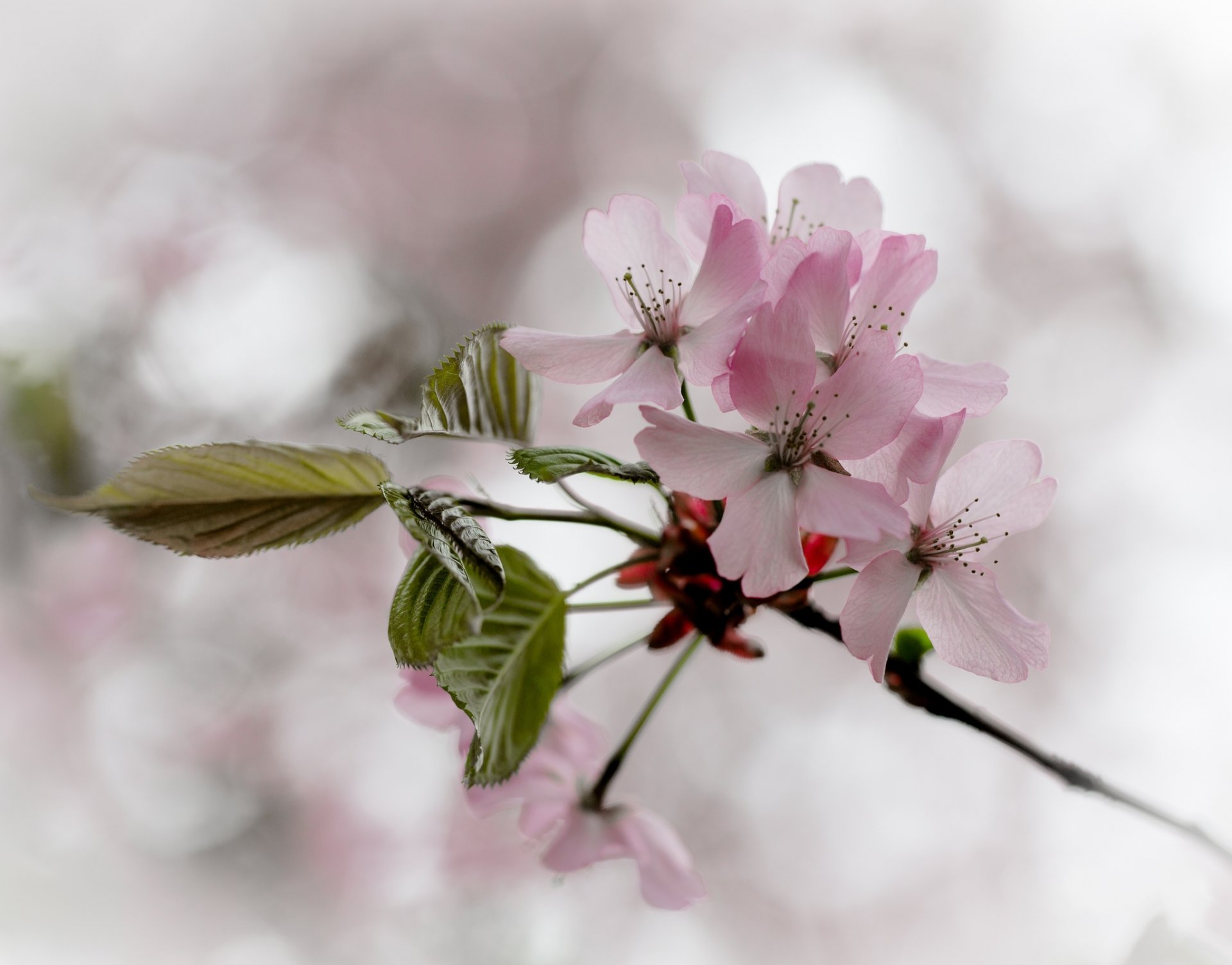 branch leaves flower pink cherry bloom spring