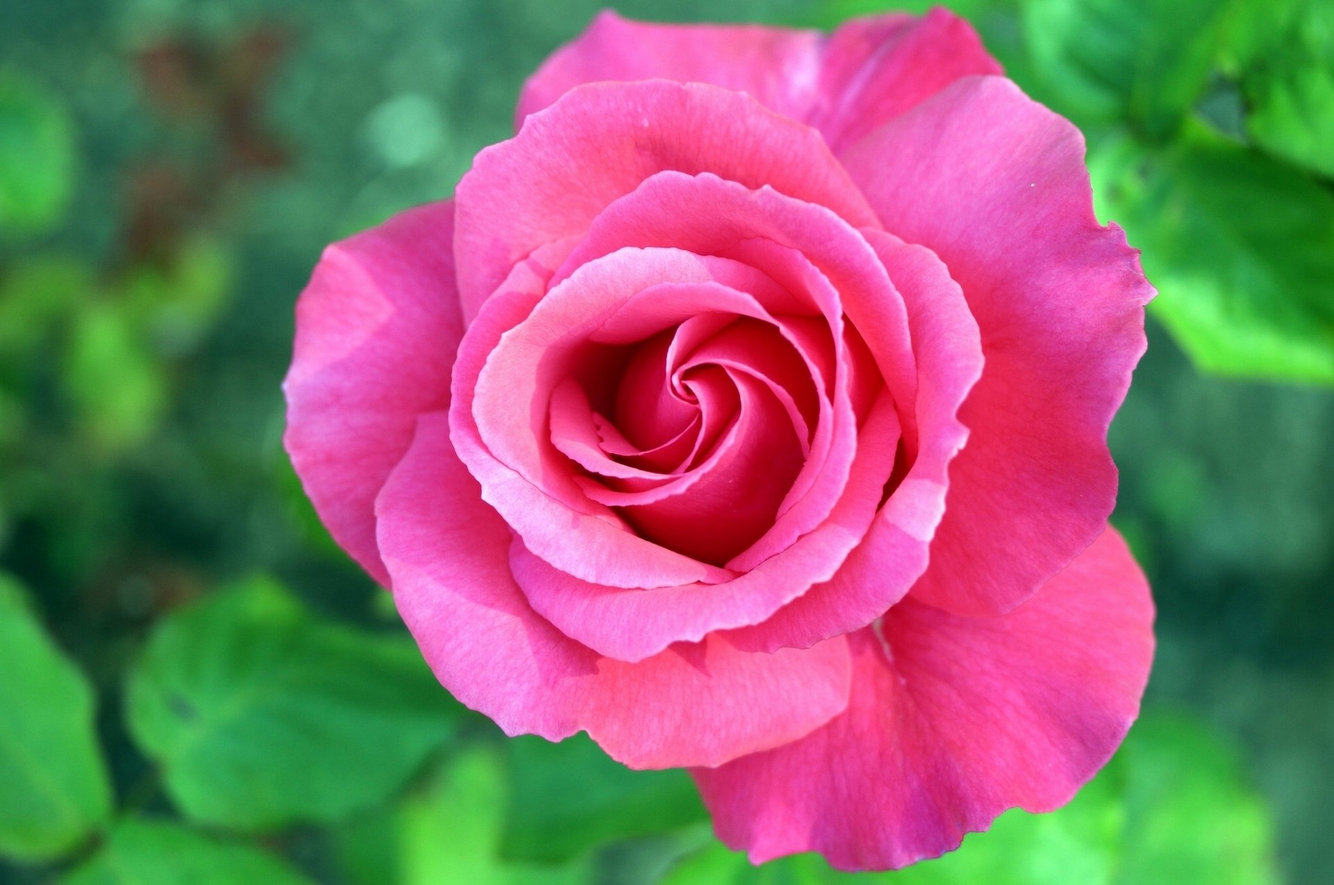 rose bud close up