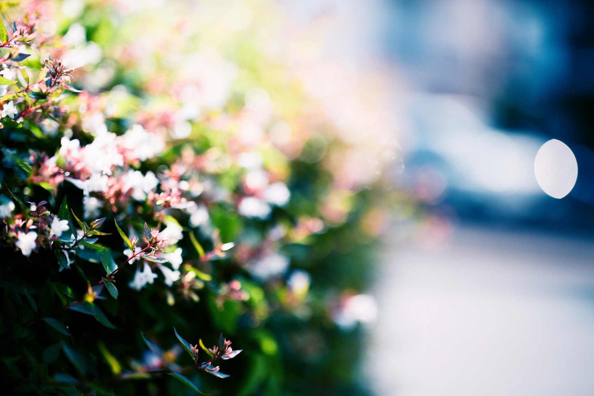 abelia fiori cespugli luce strada bokeh sfocatura