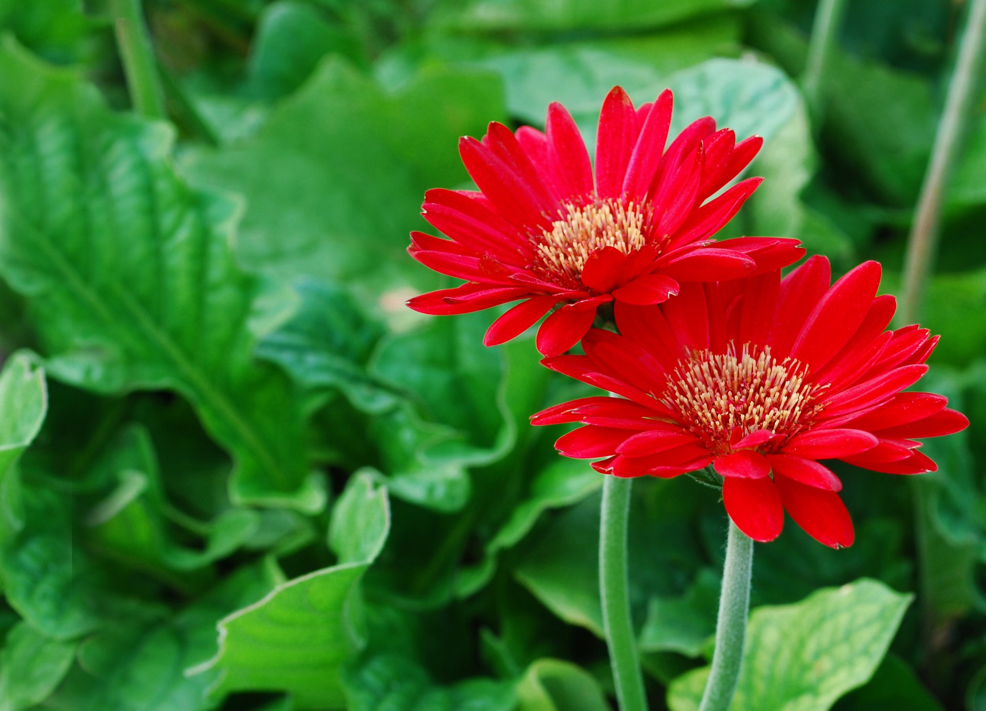 gerbera red petals green background