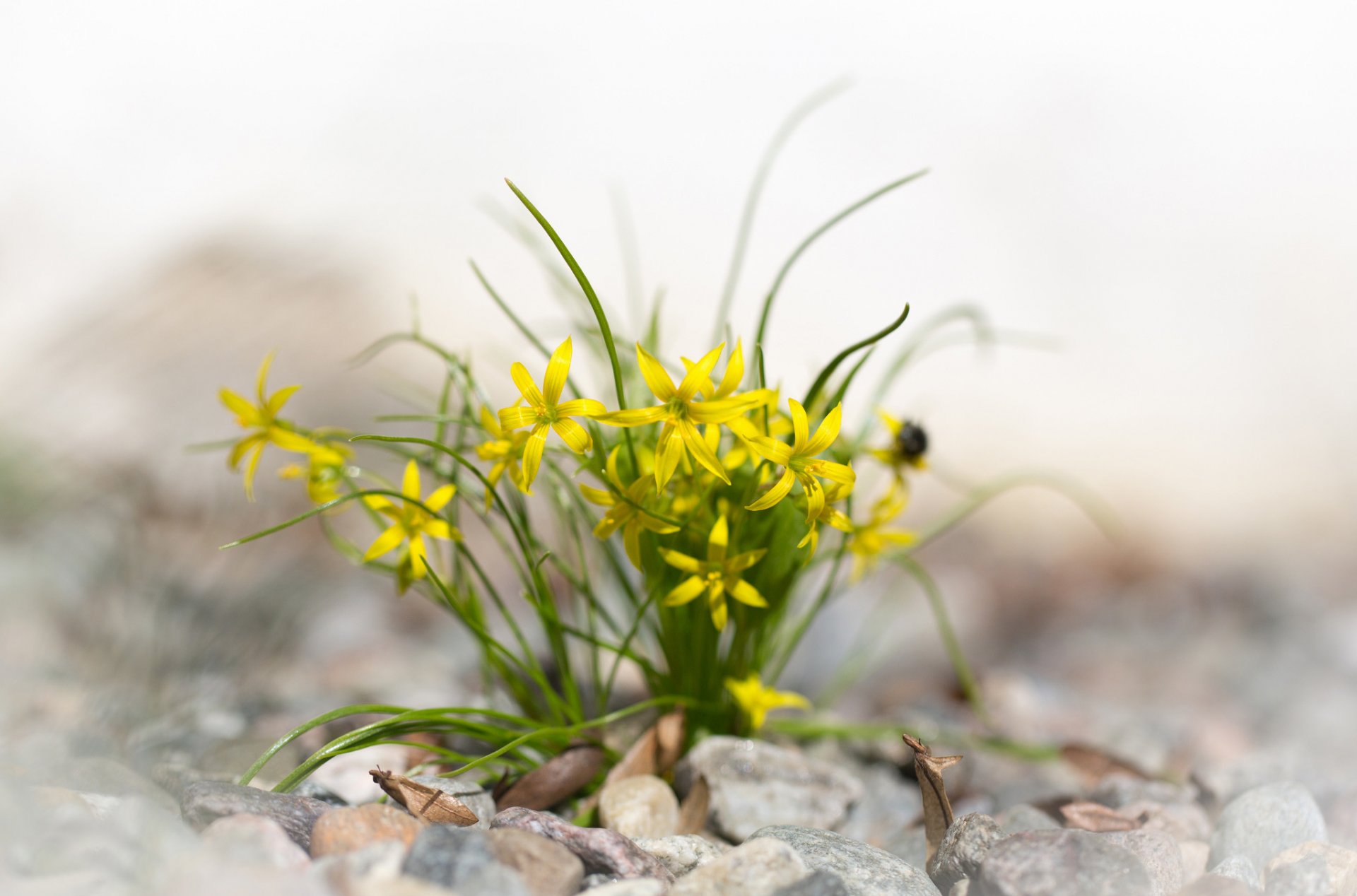 pietre foglie fiori giallo primavera