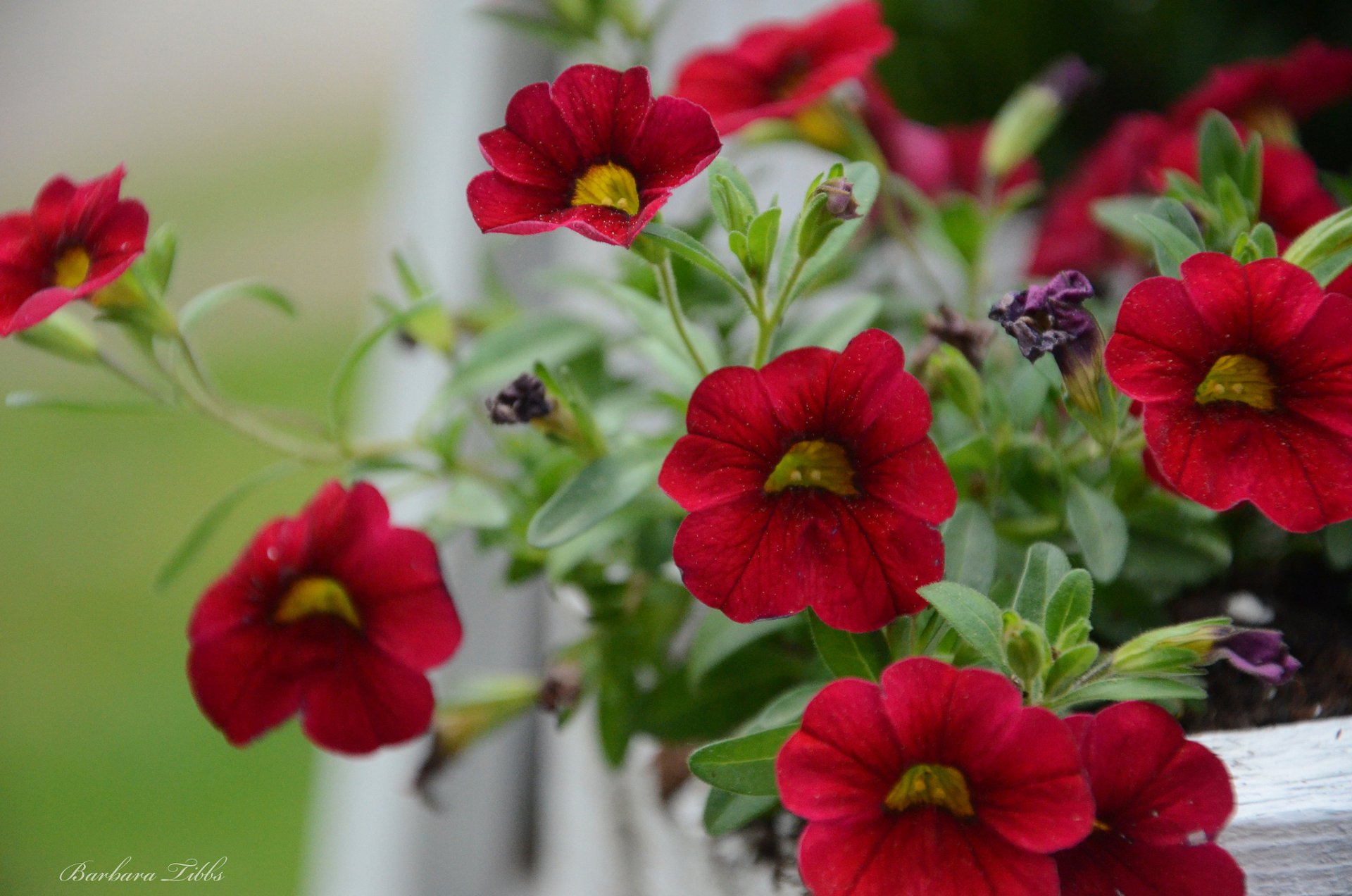 petunia rosso macro