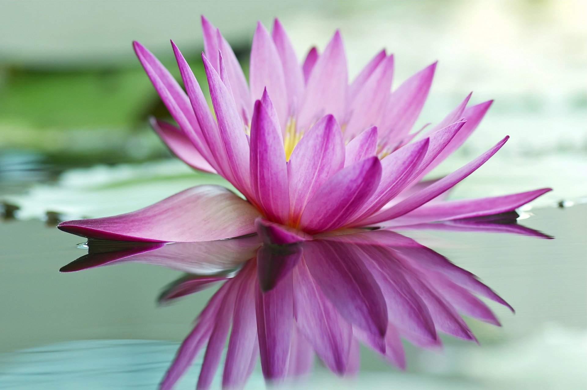 water lily pink reflection