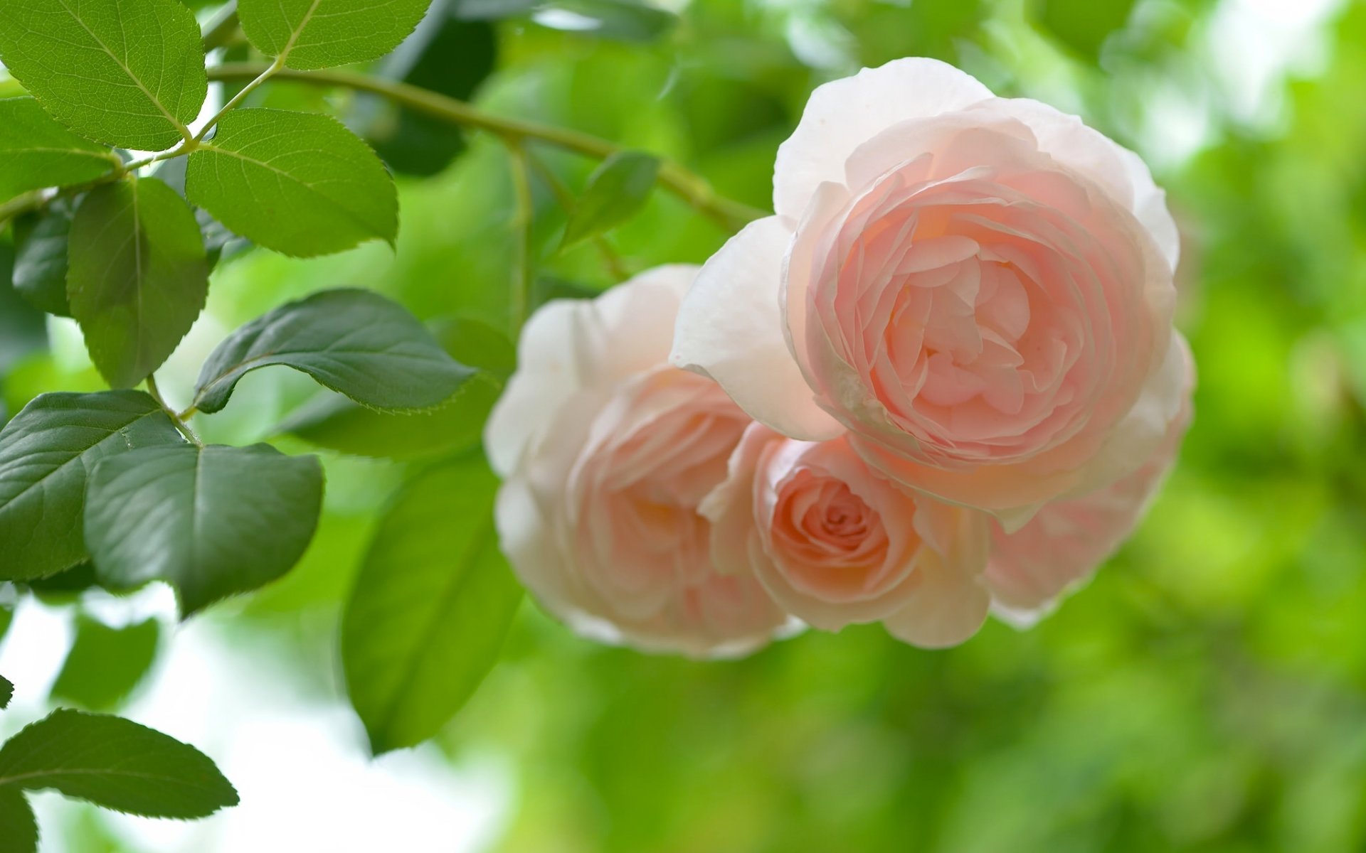 roses leaves close up