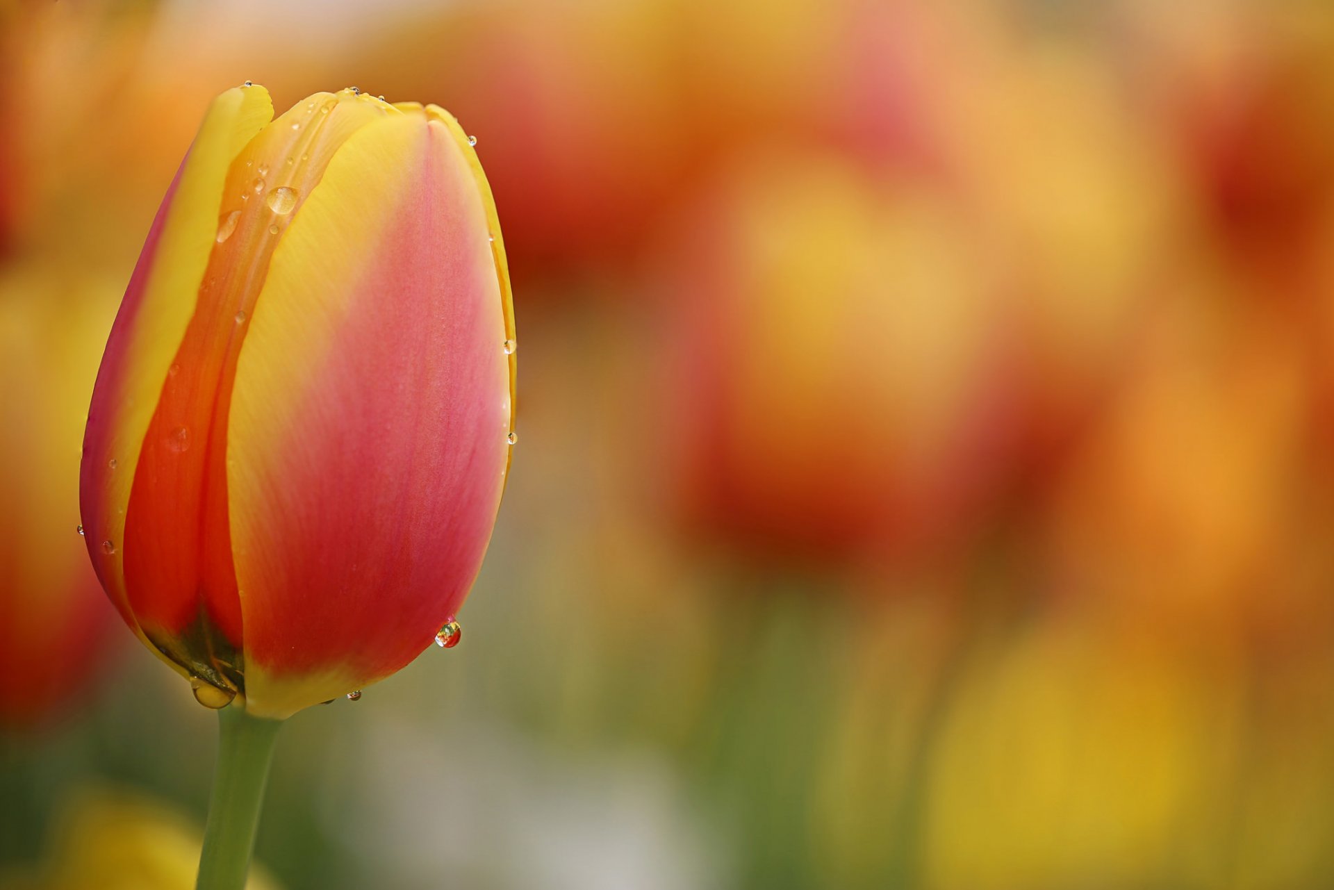 li feng fiore natura gocce acqua concorso tulipani arancioni tulipani prato hd