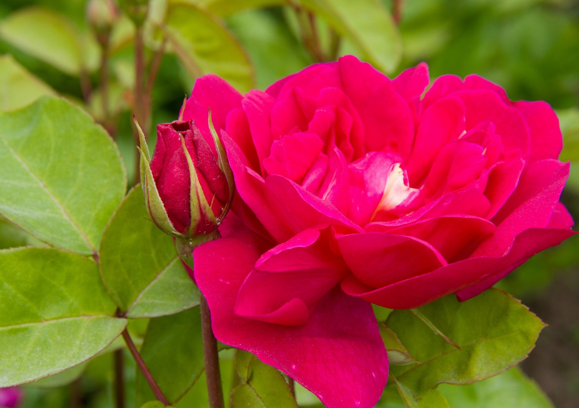 rose bourgeon pétales feuilles gros plan