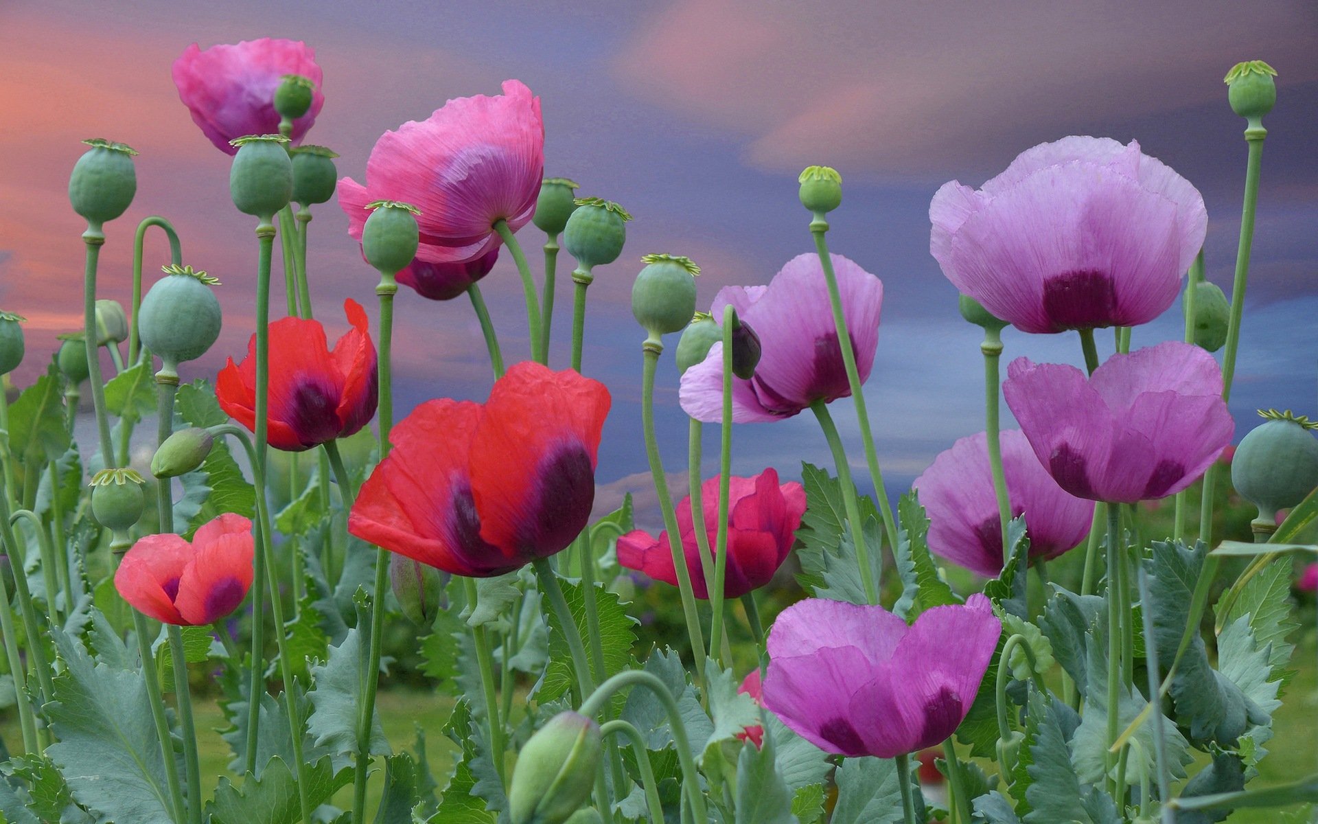 fleurs coquelicots rose rouge floraison rose floraison