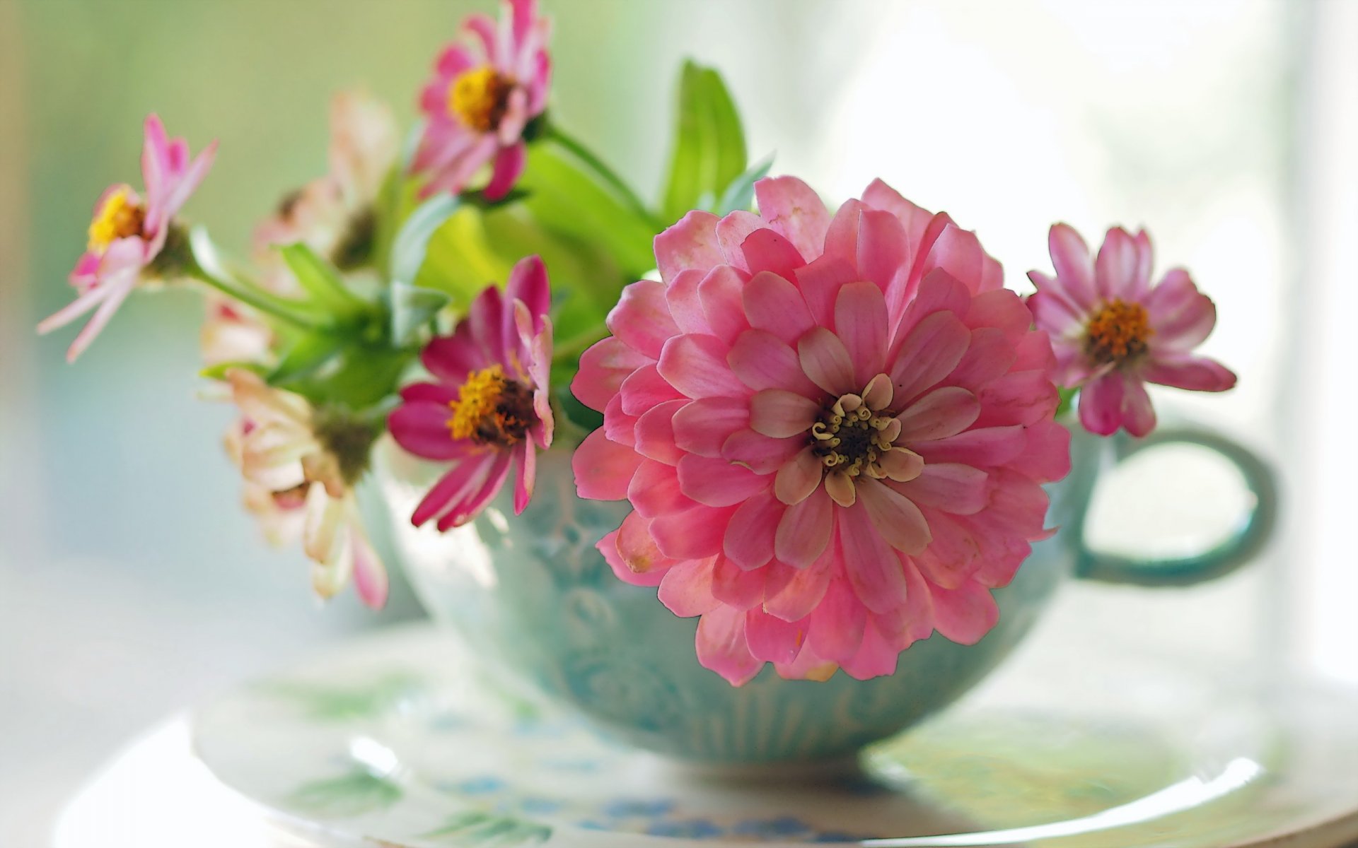 flower cup close up