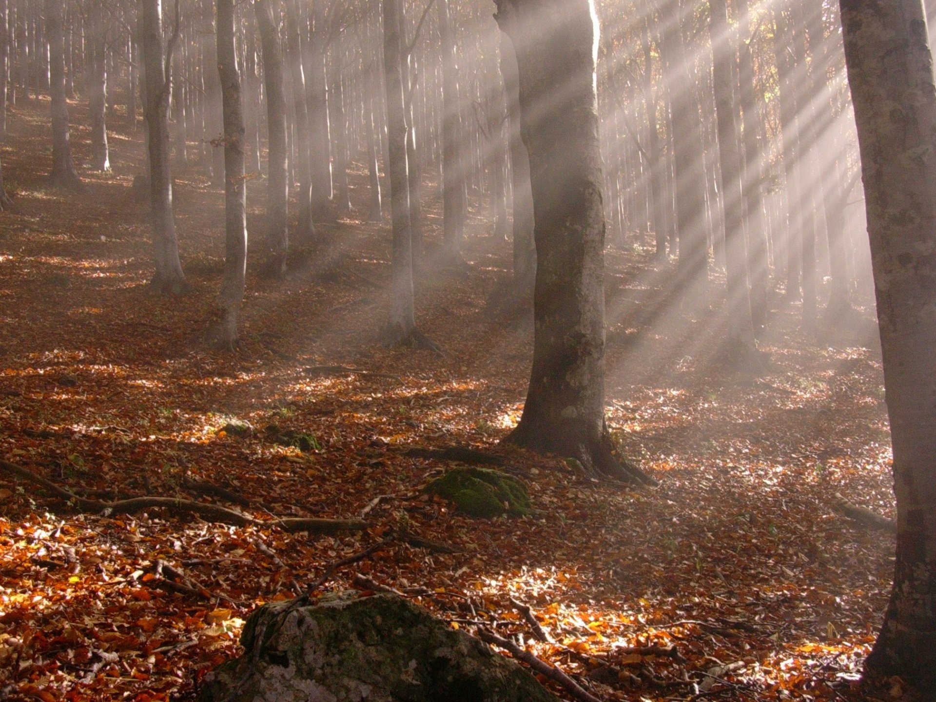 autunno raggi foglie alberi tronchi foglie cadute gialle foresta rami