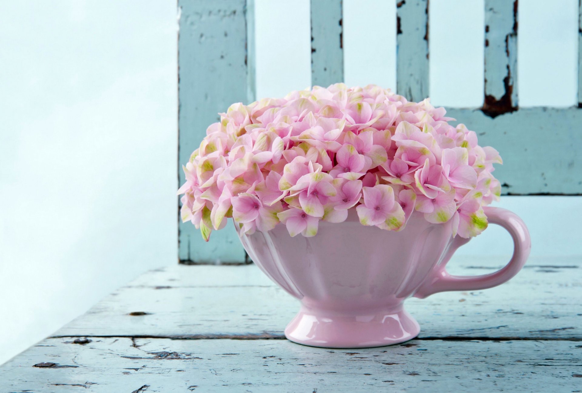 ortensia rosa tazza fiori foto