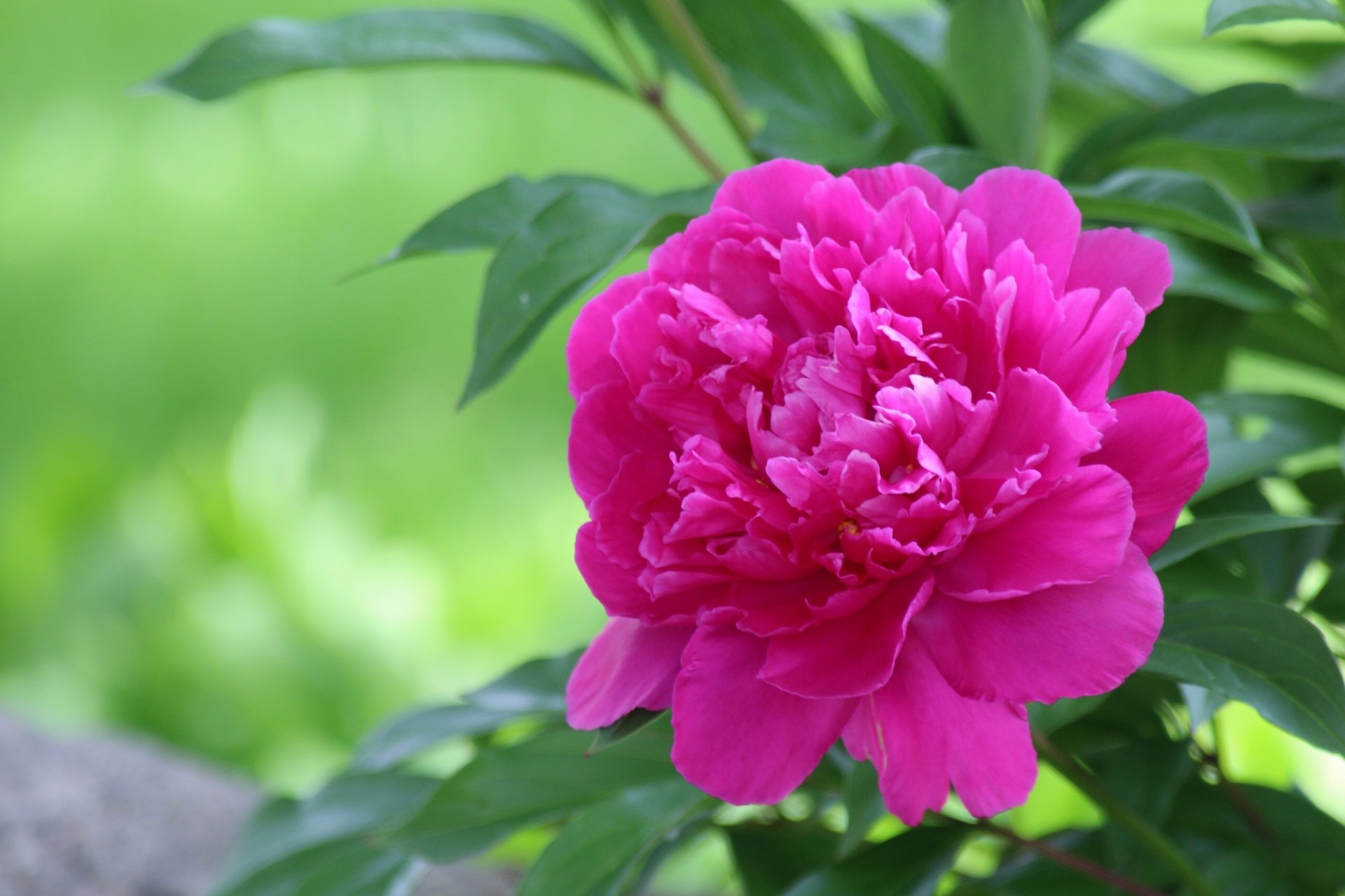 peony petals close up