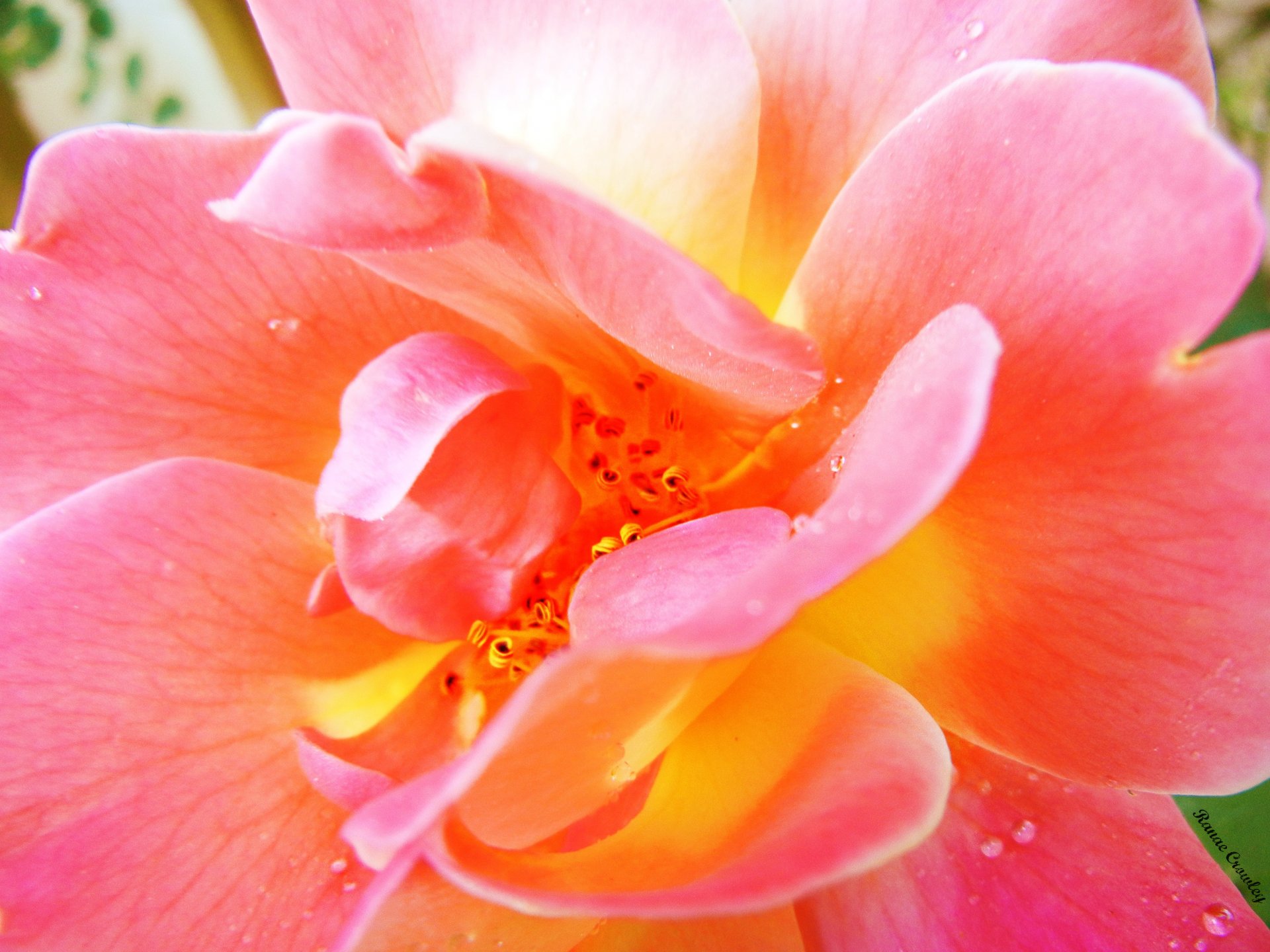 fiore rosa macro gocce acqua estate