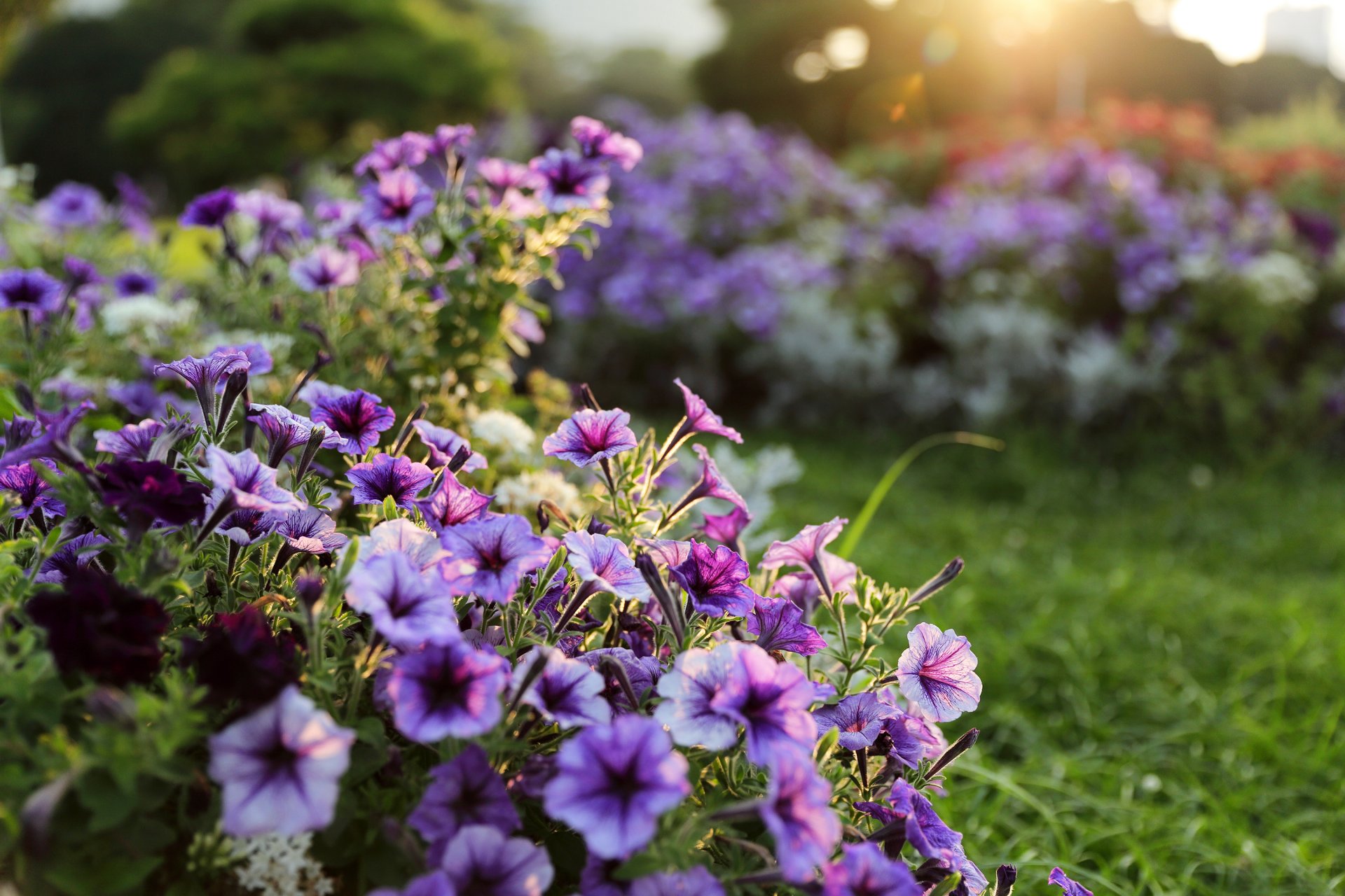 flores lila jardín jardín luz bokeh