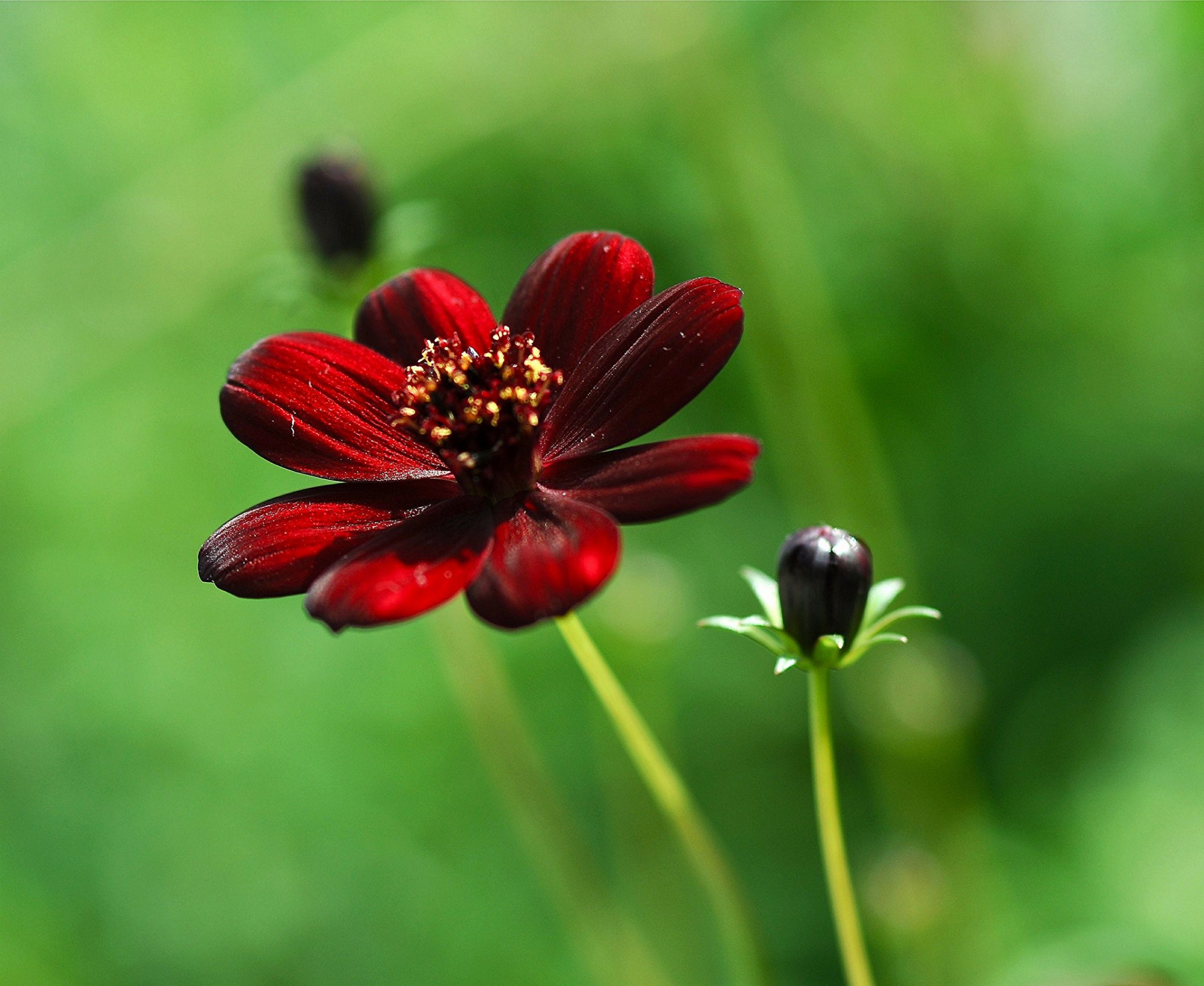 close up flower kosmeya maroon solar bud