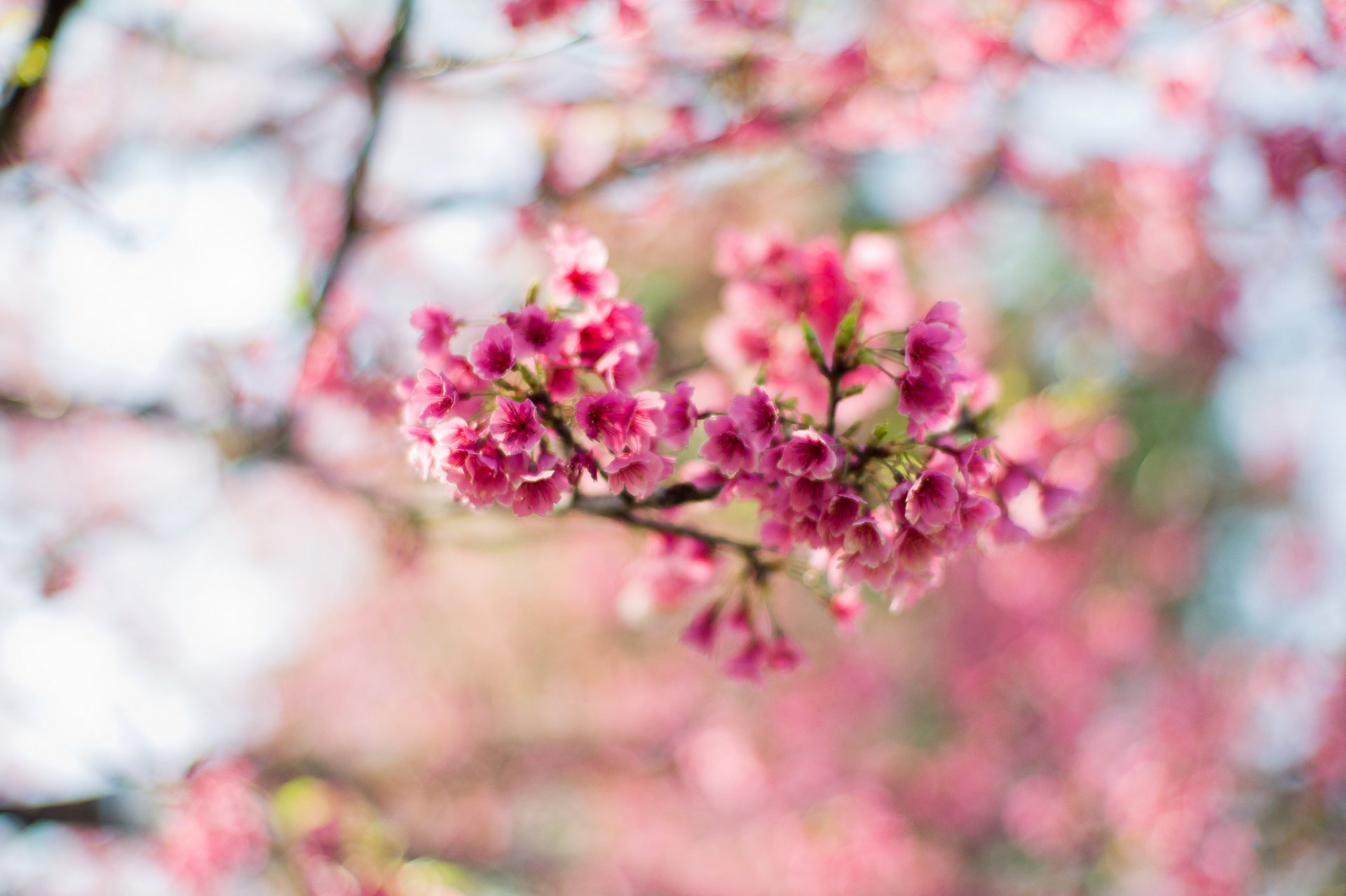 akura flower pink bloom spring tree branches bokeh