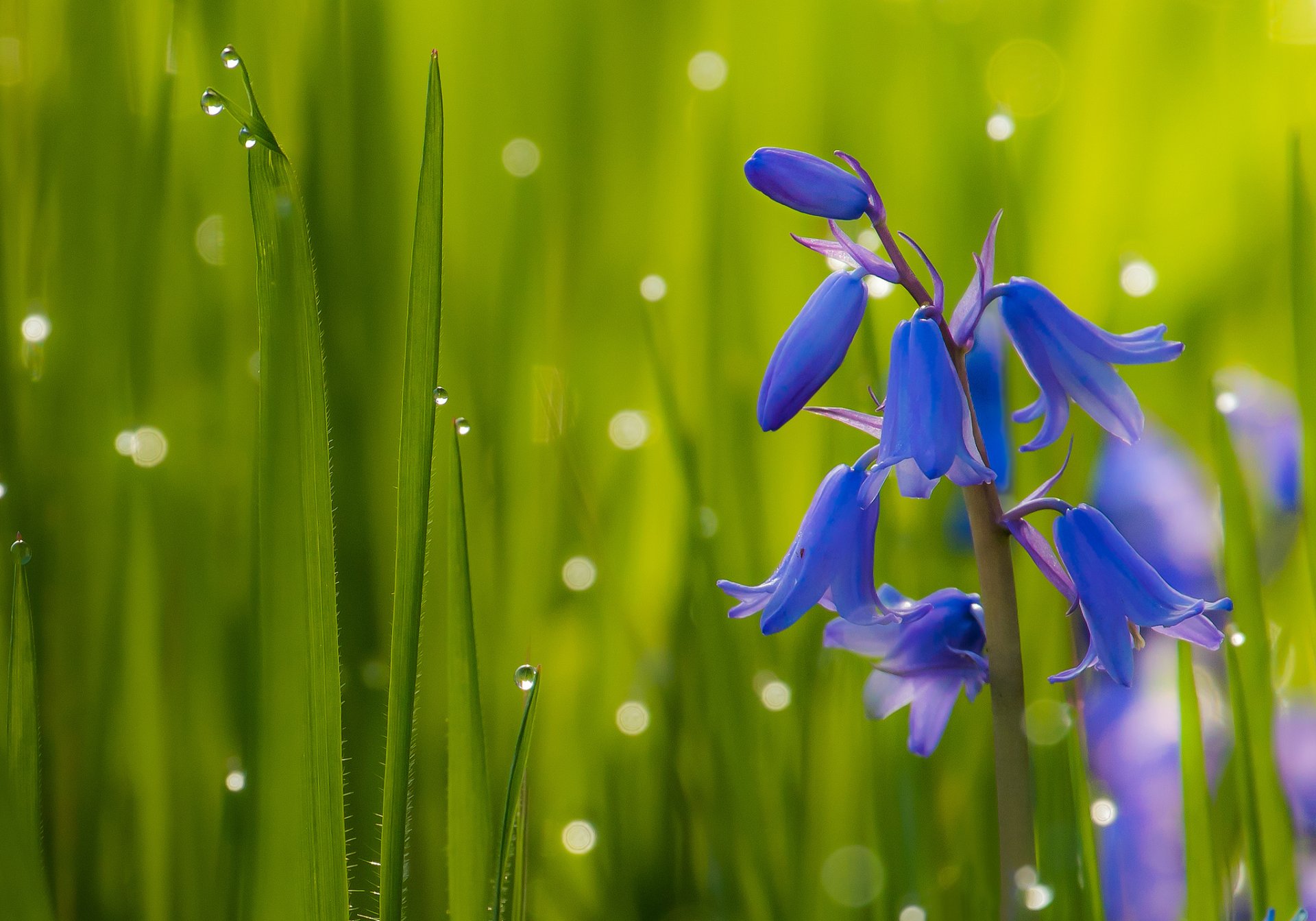 bells grass drops close up