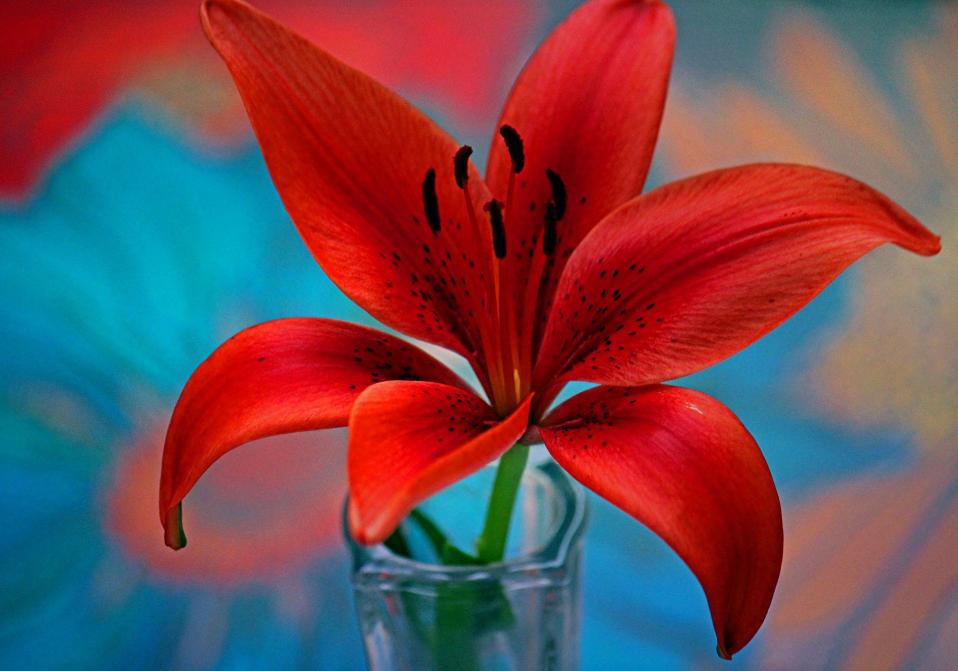 fiore giglio petali stami