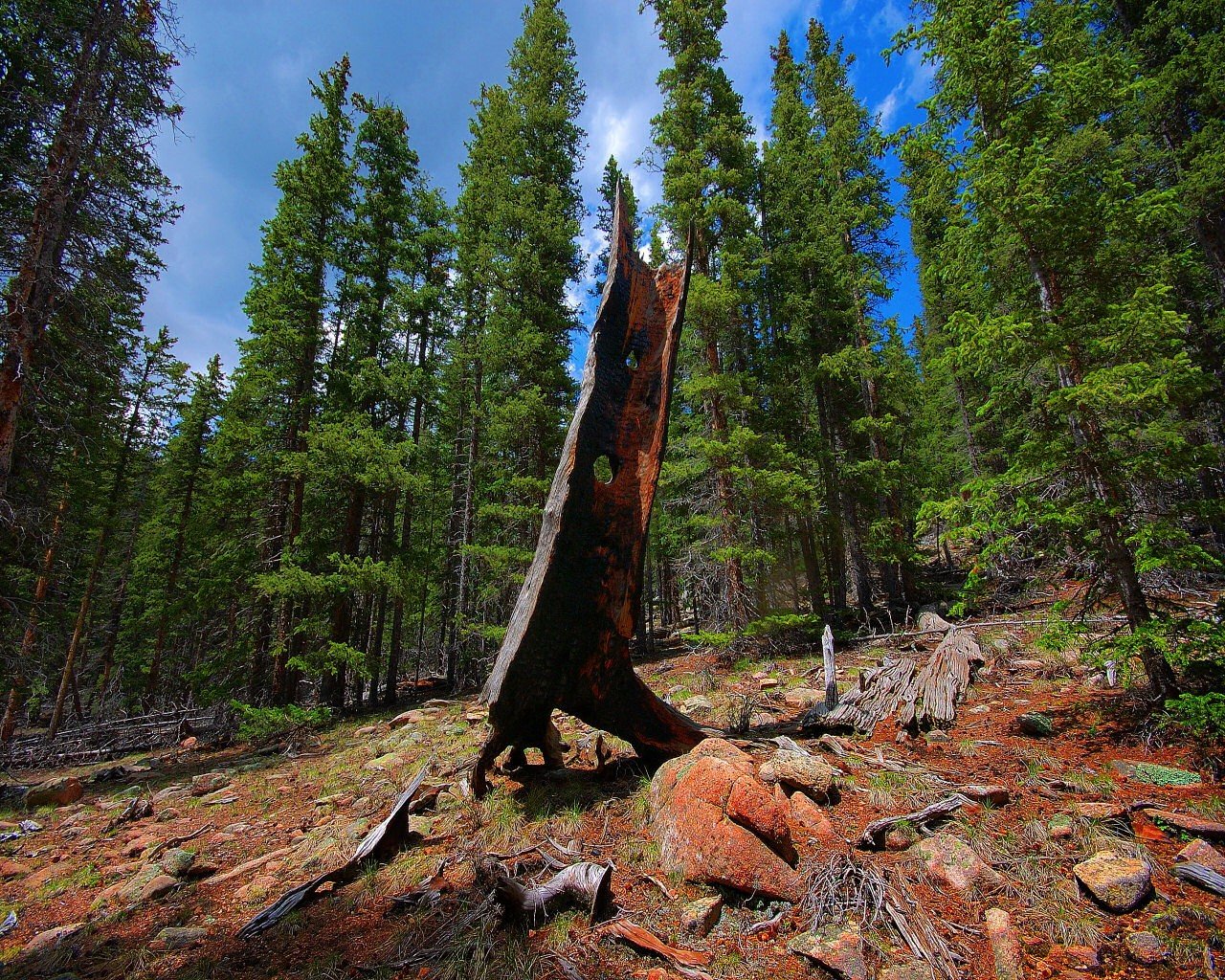 paisaje bosque madera piedra