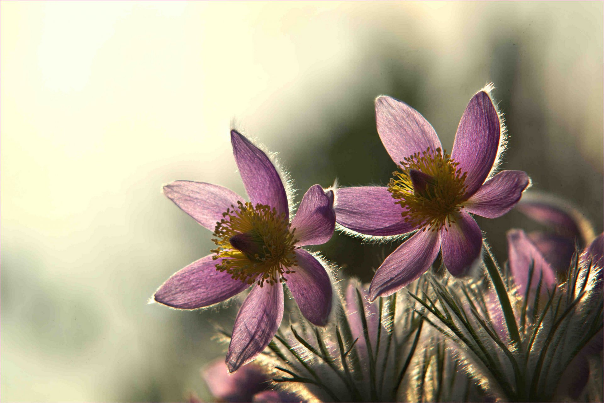 fleurs lilas fond