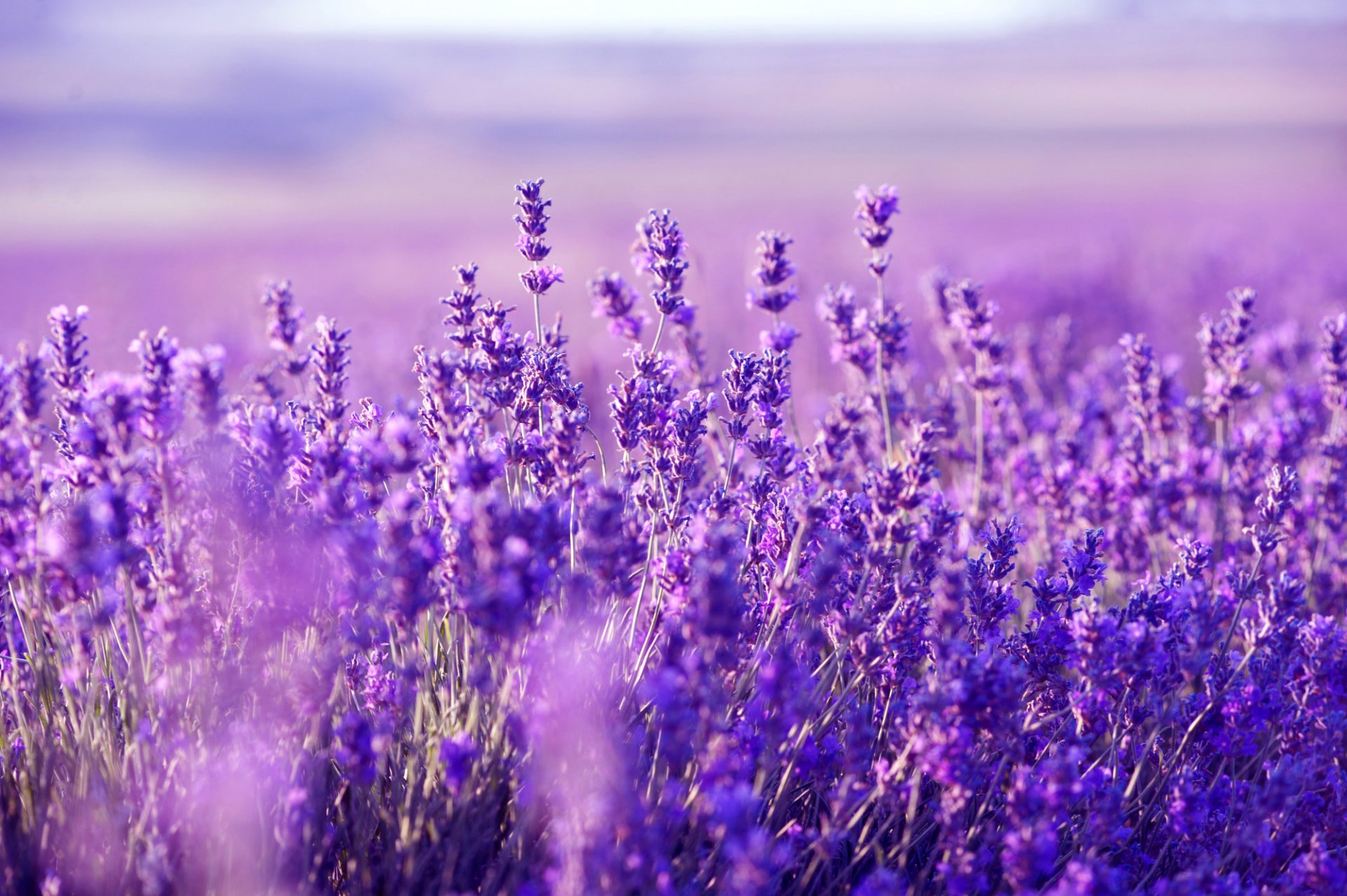 lavendel feld wiese pflanze